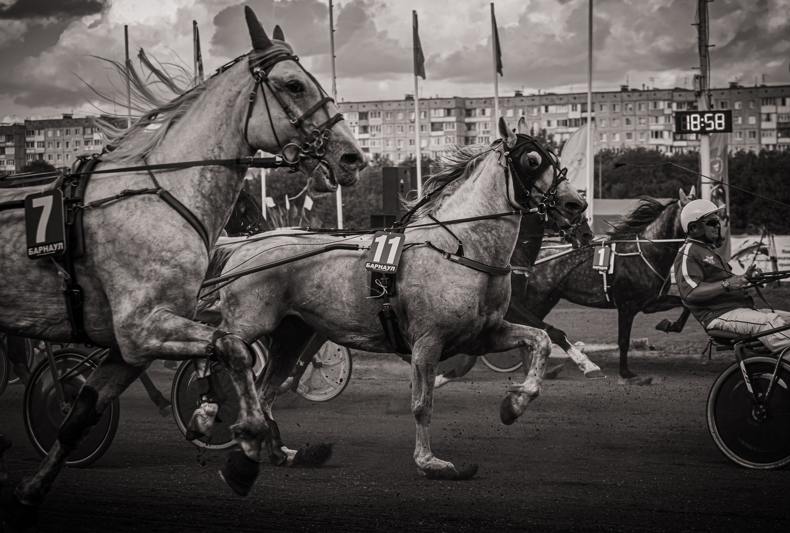 Рысистые бега. Главная