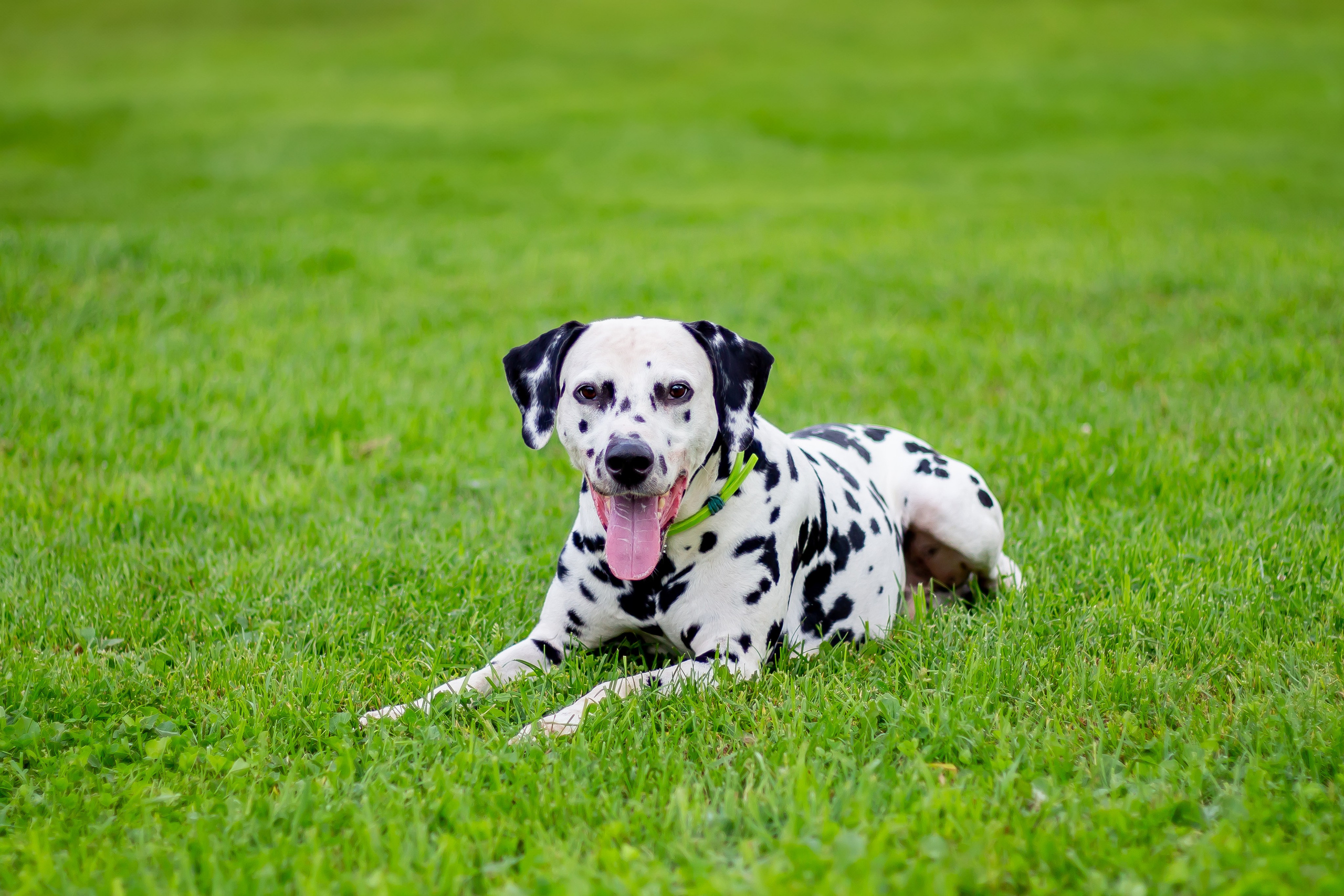 Собачья жизнь — Зоогостиница «Счастливые мечтатели». Фотограф • Орехово-Зуево • Балашиха • TEFO