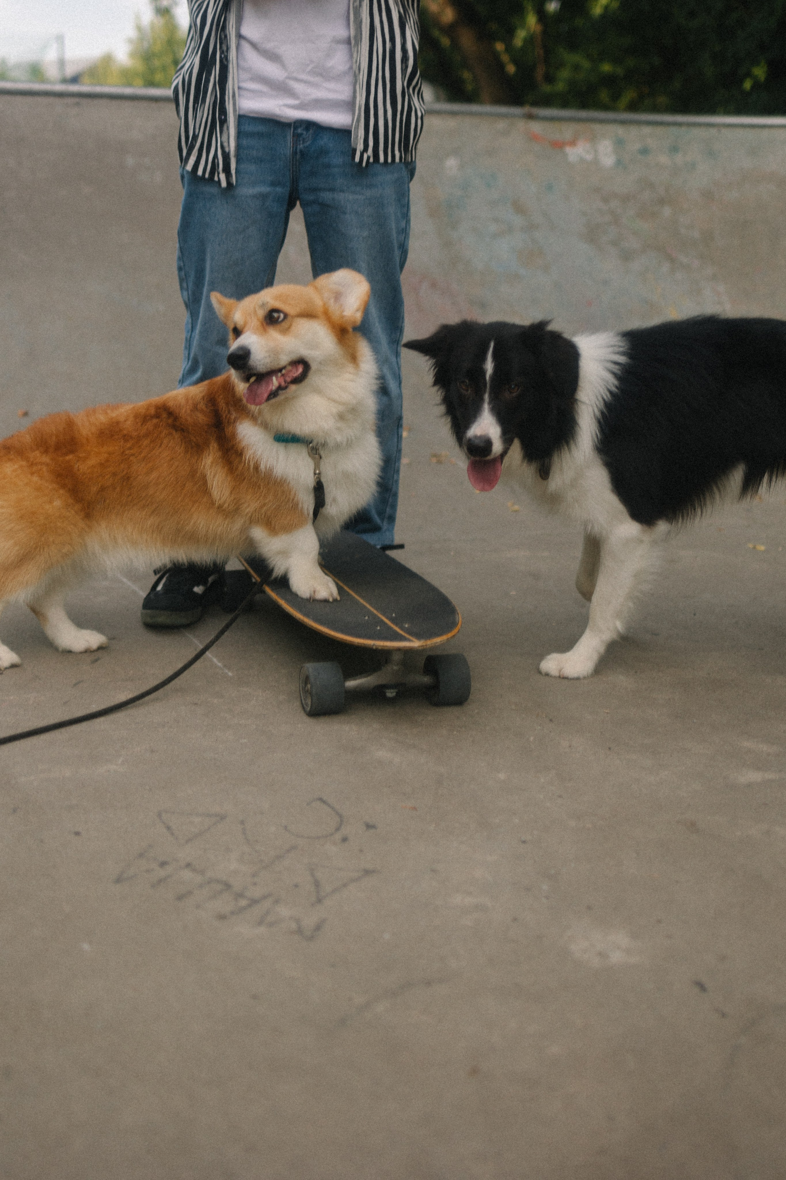 Брюс, Вейв и их ро. Фотораф — анималист Мария Шистка