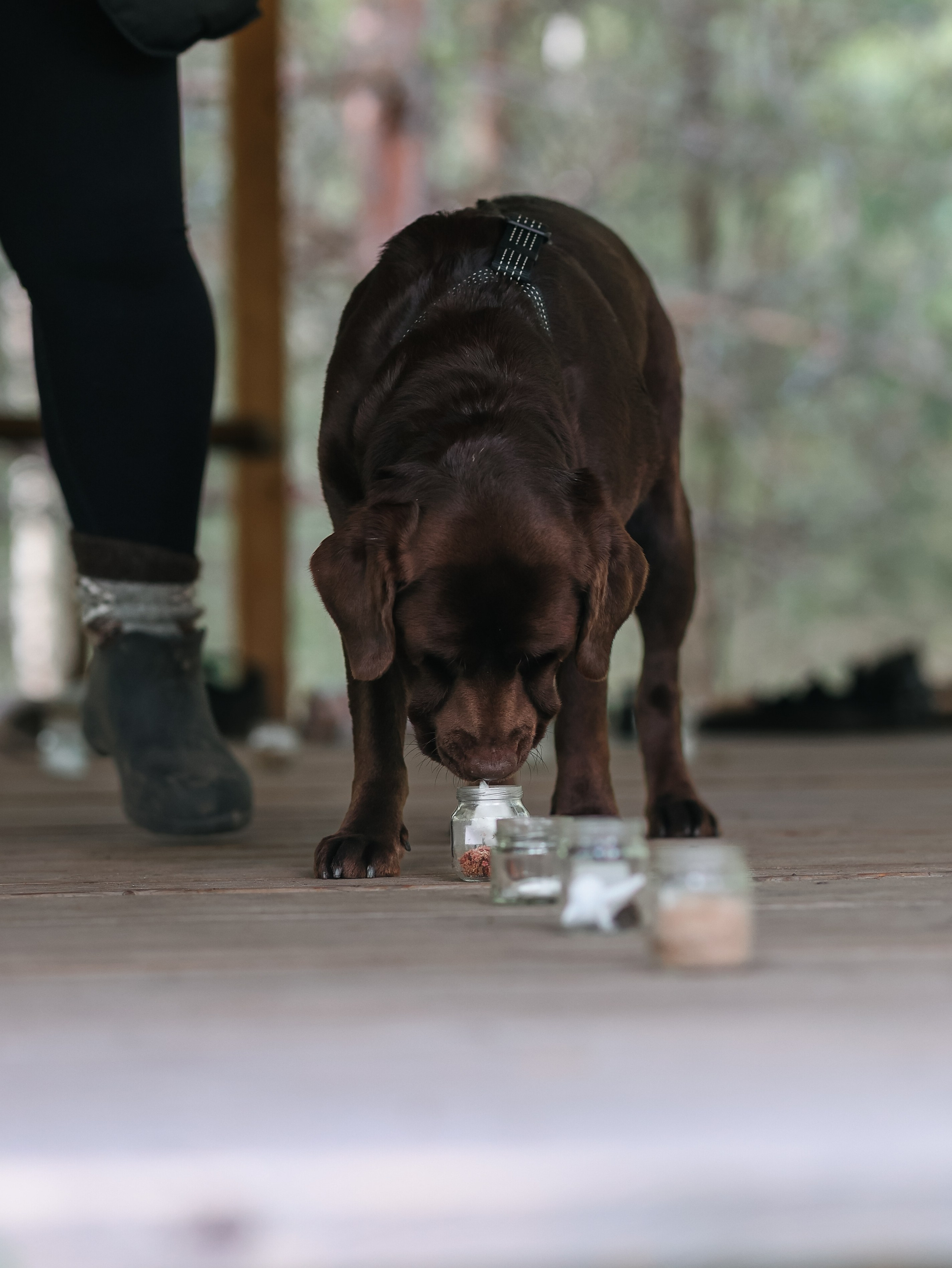Лагерь ноузворк. Фотограф-анималист в Москве Кириллова Татьяна