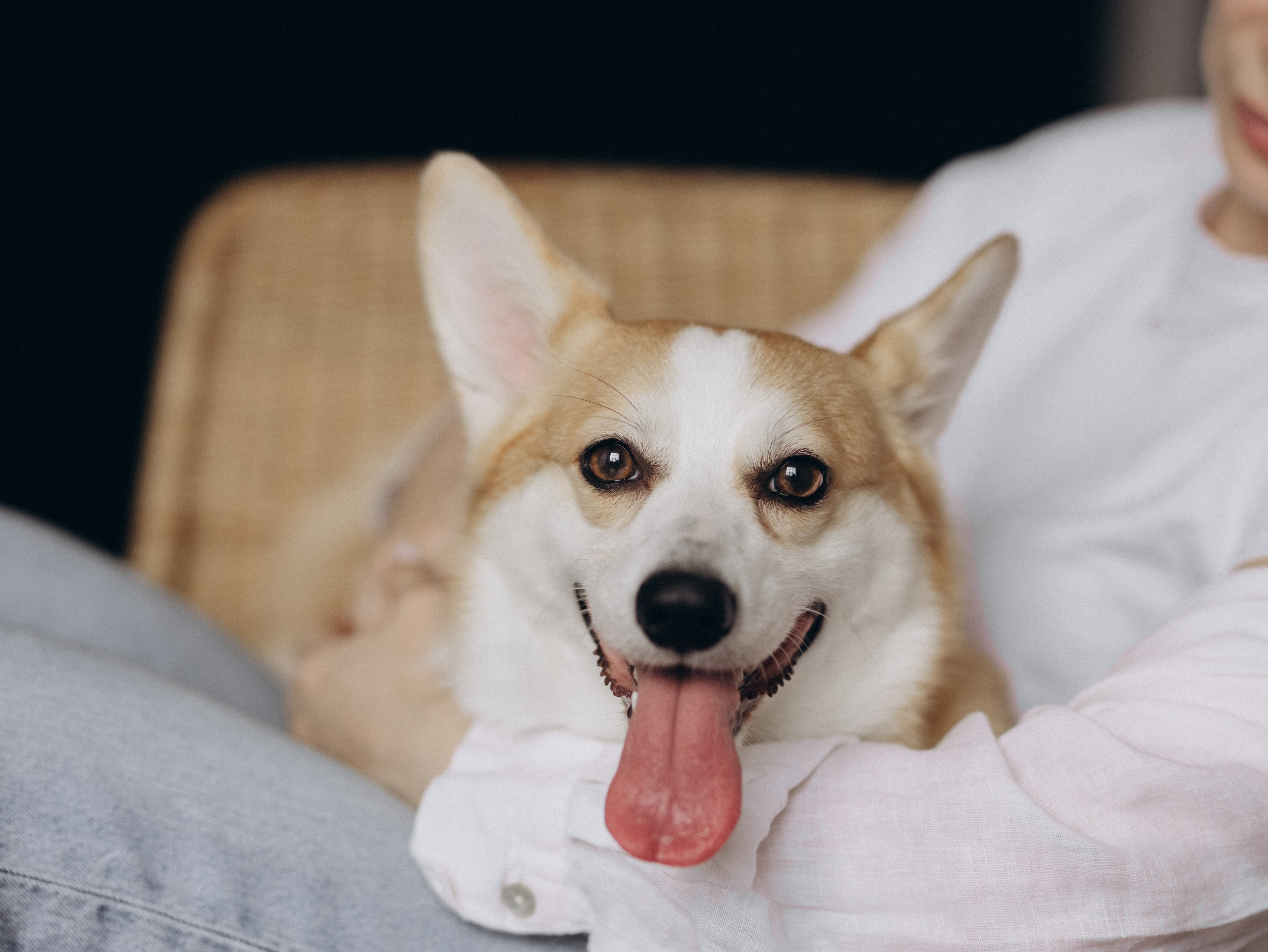 Оливка и Ника. Фотограф-анималист в Москве Кириллова Татьяна