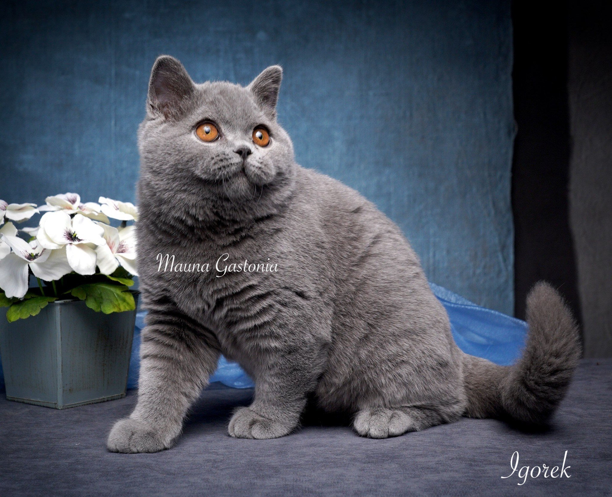 Igorek. Mauna Gastonia