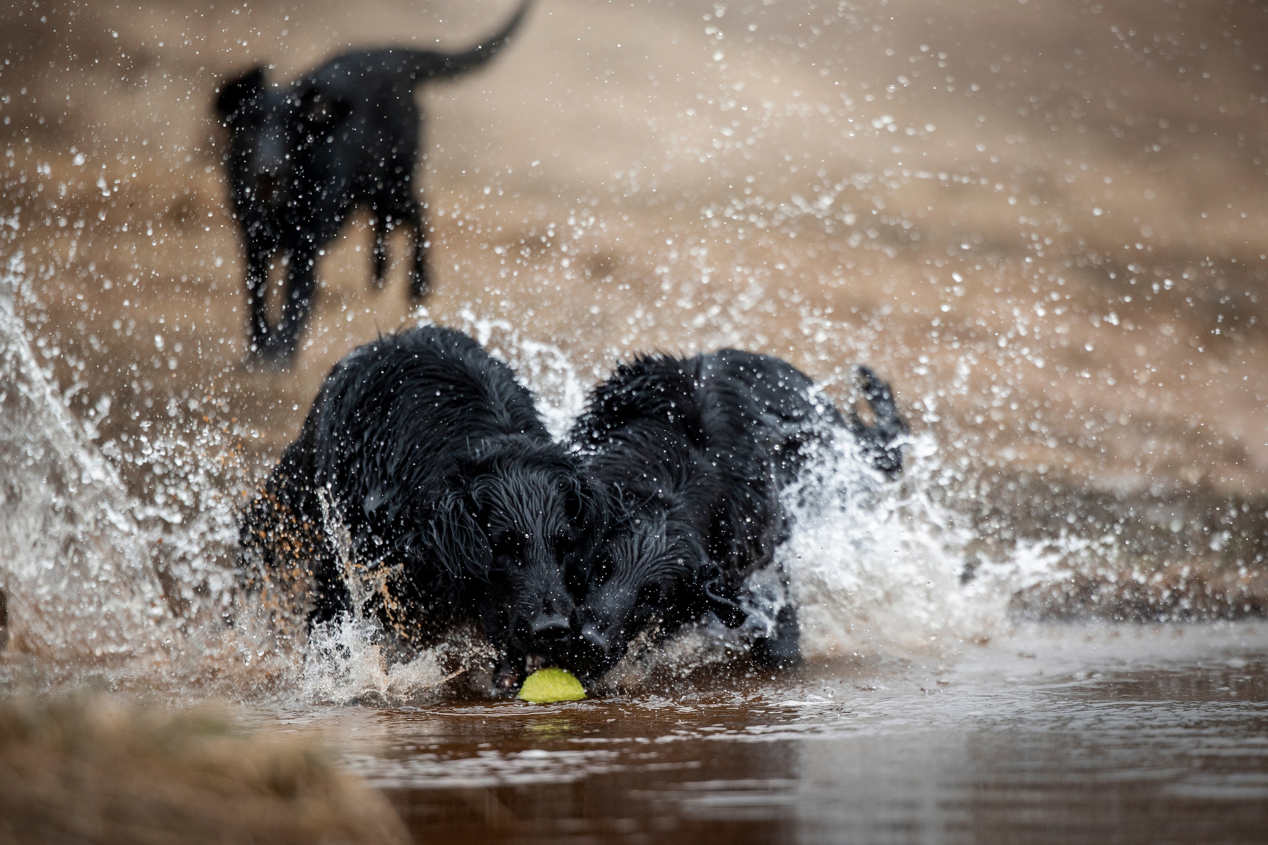 Ора, Ева, Рози и их семья. Фотограф — Анималист | Санкт-Петербург