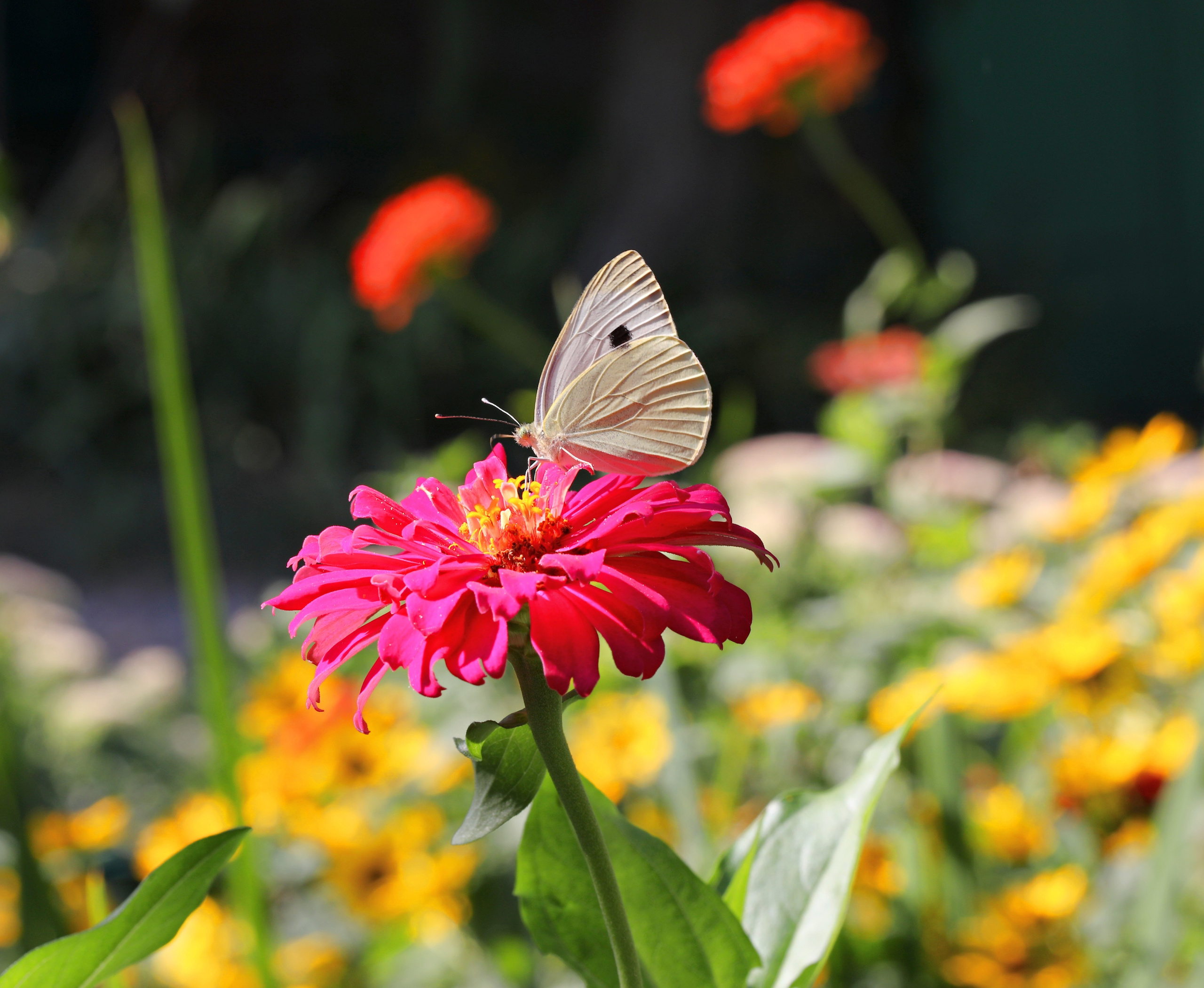 МАГАЗИН и его витрина. Фото-художник и Репортажный фотограф Николаев Александр Алексеевич
