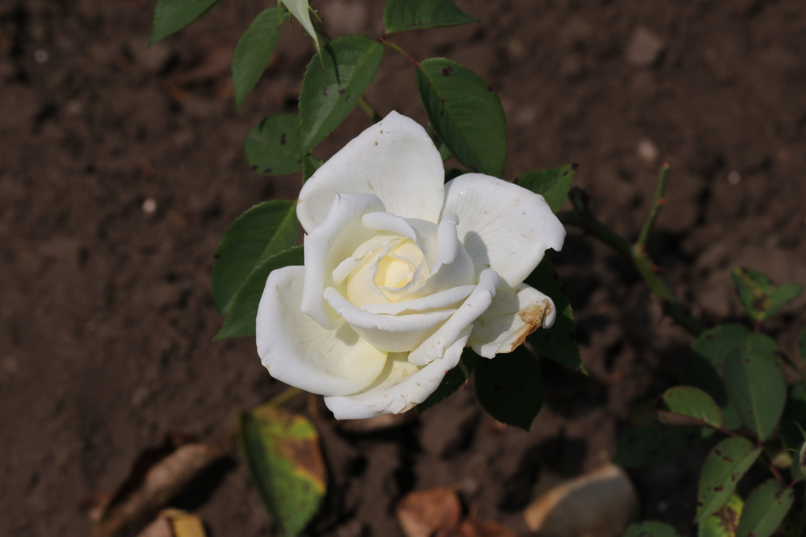 Долина роз в Кисловодске. Фото-художник и Репортажный фотограф Николаев Александр Алексеевич