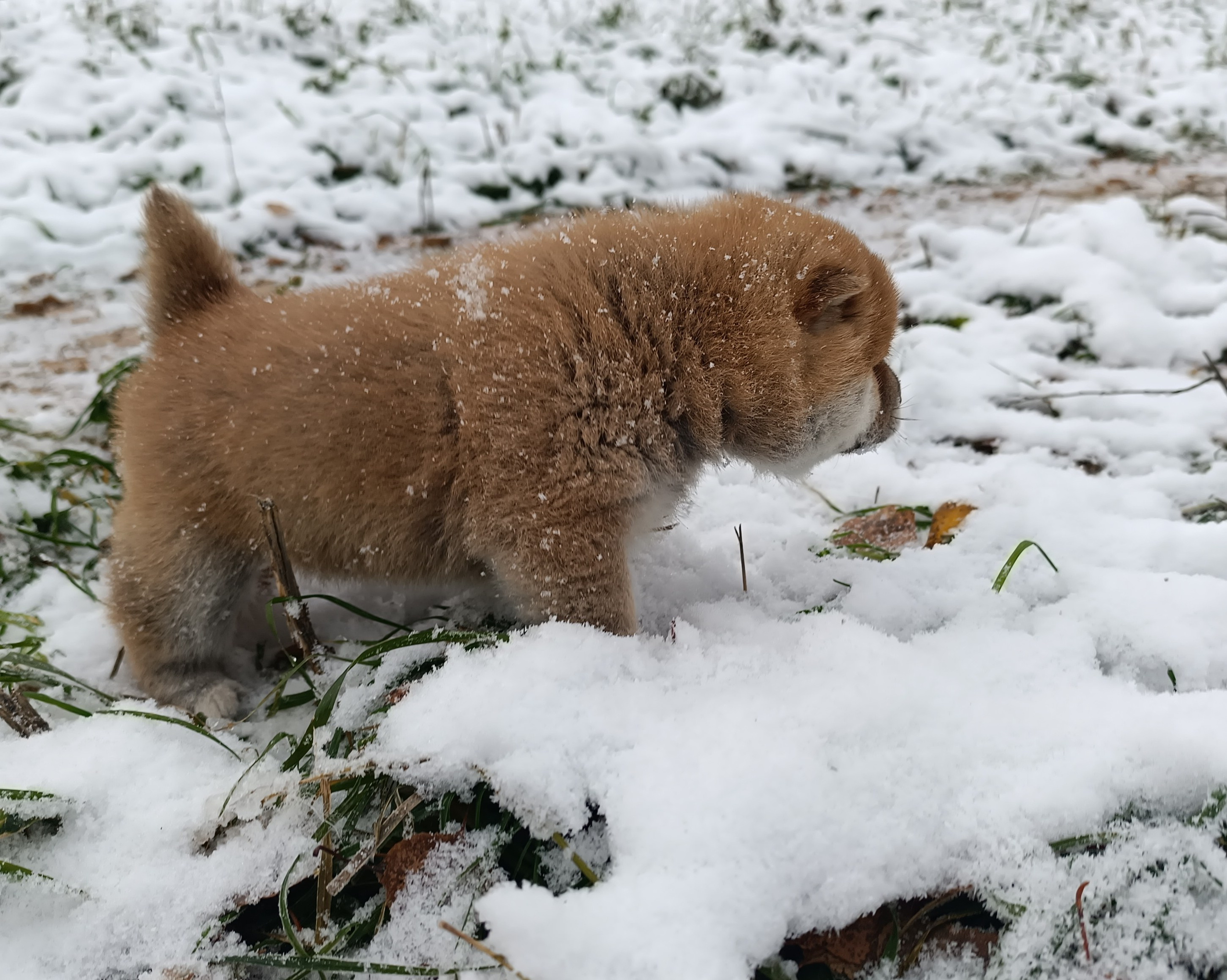 сиба питомник Рубилайт щенки на продажу rubylight  сиба щенки купить СПб Санкт-Петербург 