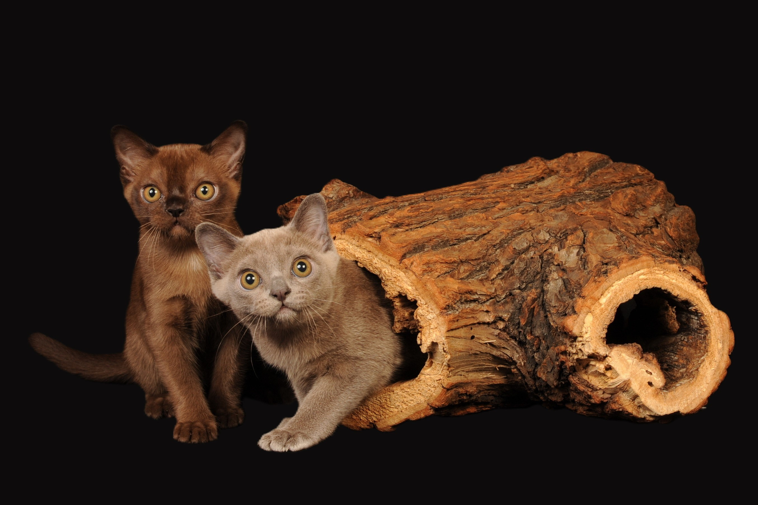 Котёнок американской бурмы. Las Burmas — питомник американской бурмы традиционных линий