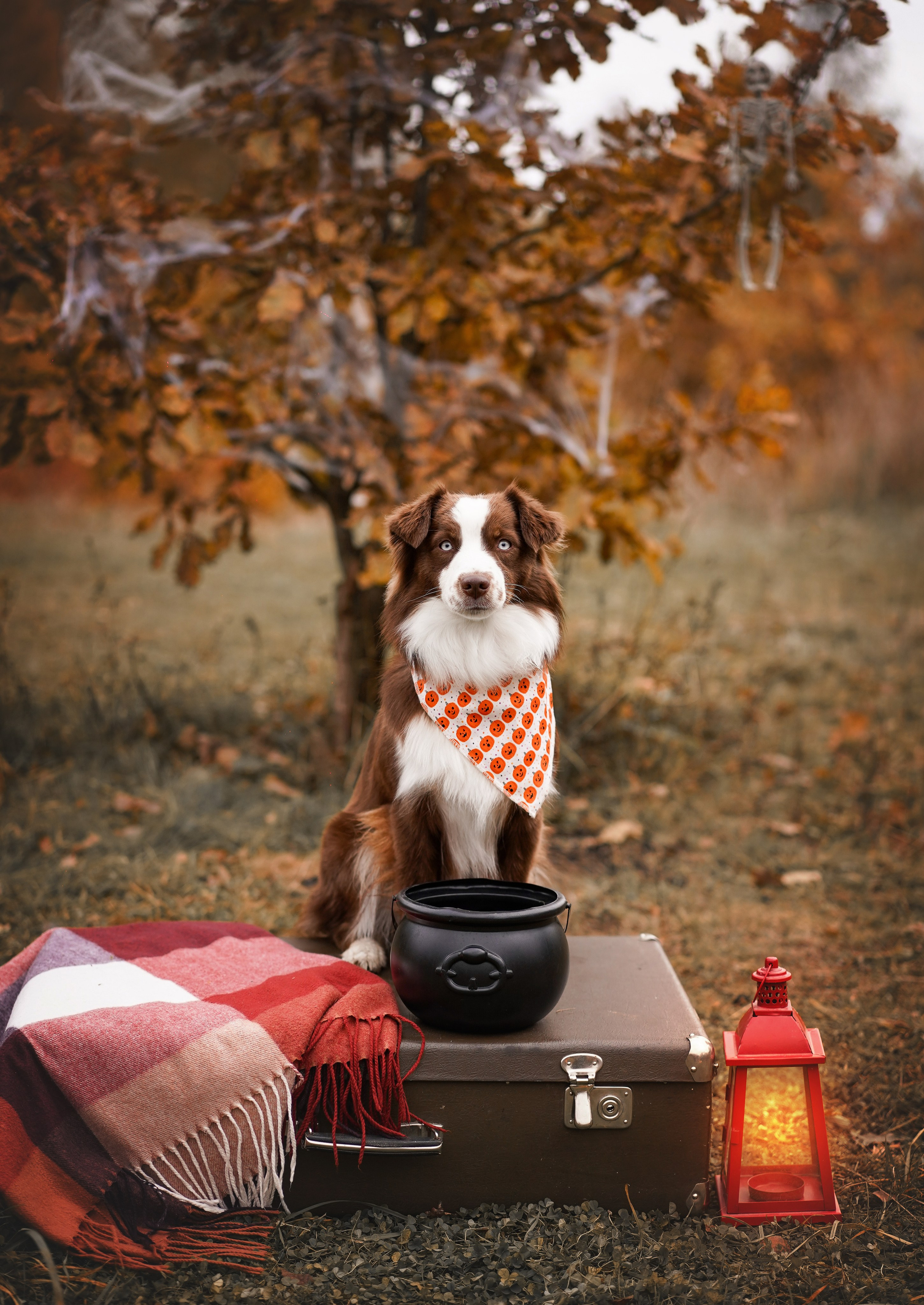 Фотодень Хэллоуин 2025. Фотограф-анималист в Санкт-Петербурге Яна Мартынова