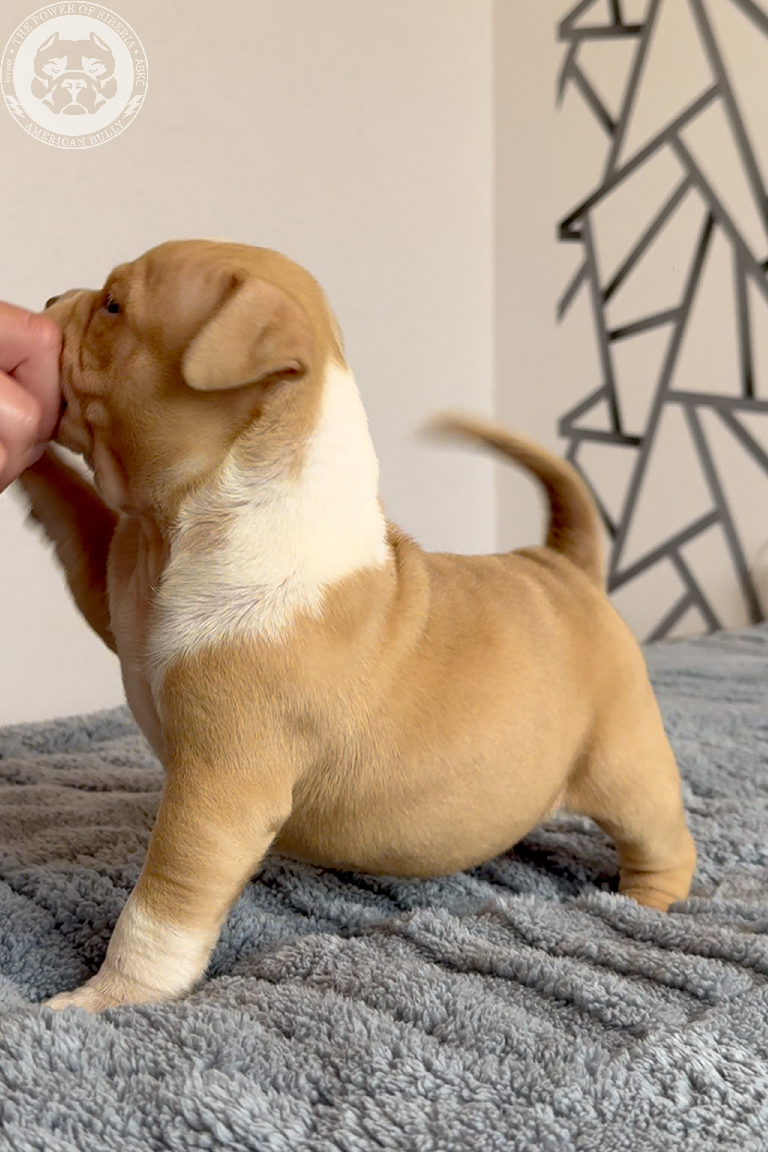 Свободные щенки Американский Булли, в типах покет, классик, стандарт. Американский Булли в г. Ростов-на-Дону. Питомник THE POWER OF SIBERIA