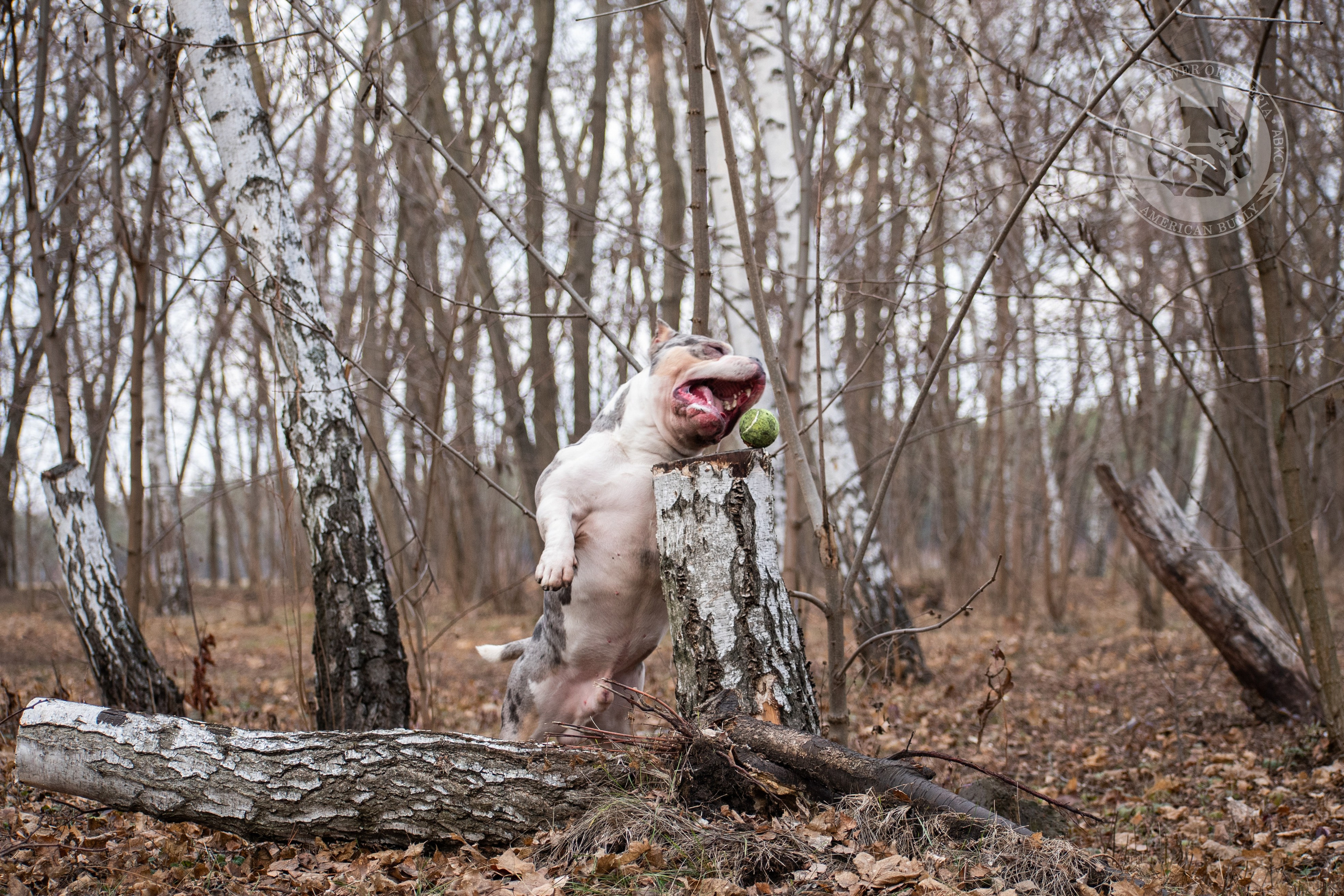 Январские фотографии Каспера (дубль). Американский Булли в г. Ростов-на-Дону. Питомник THE POWER OF SIBERIA