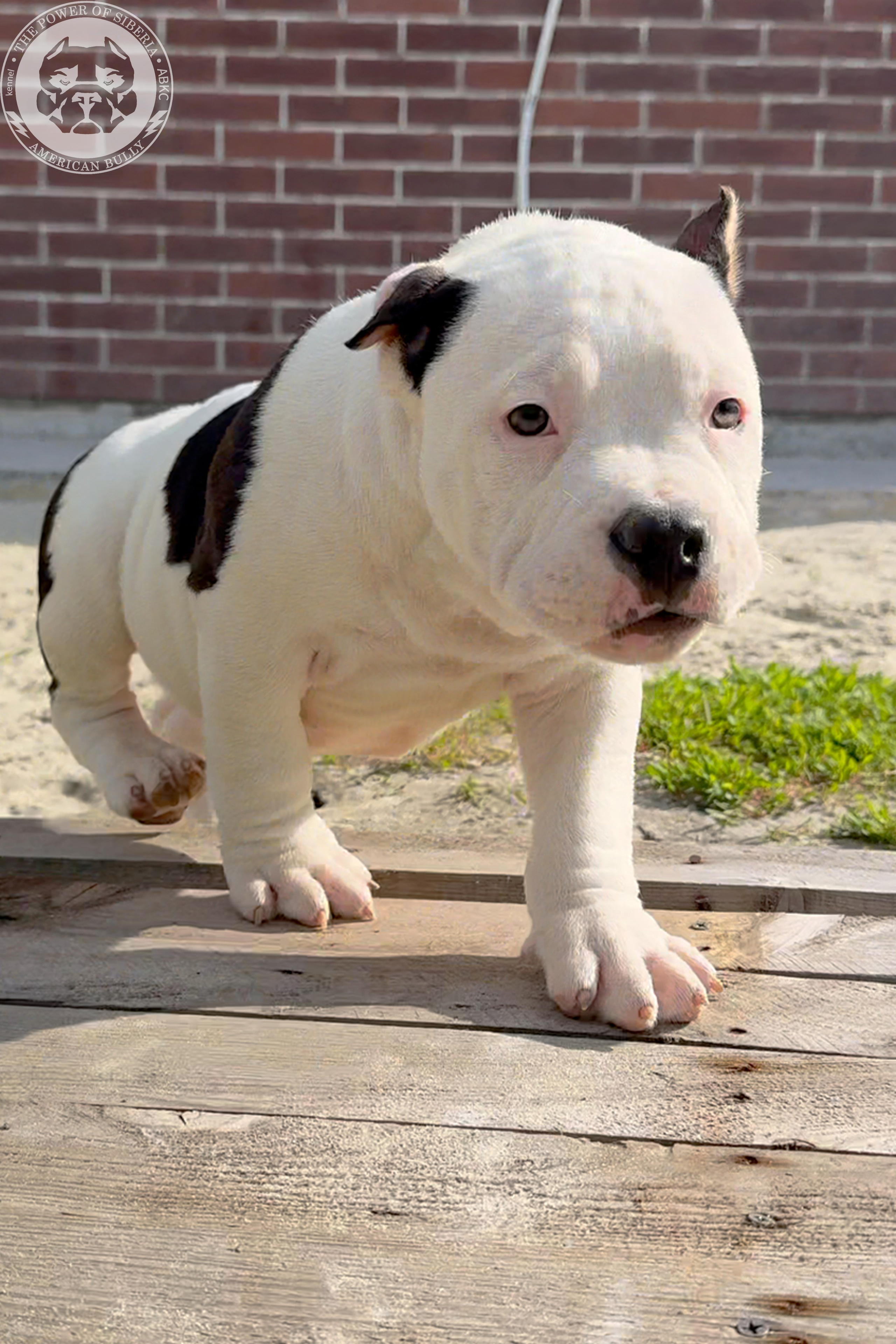 20.01.26-Рокси-Арчи. Американский Булли в г. Ростов-на-Дону. Питомник THE POWER OF SIBERIA