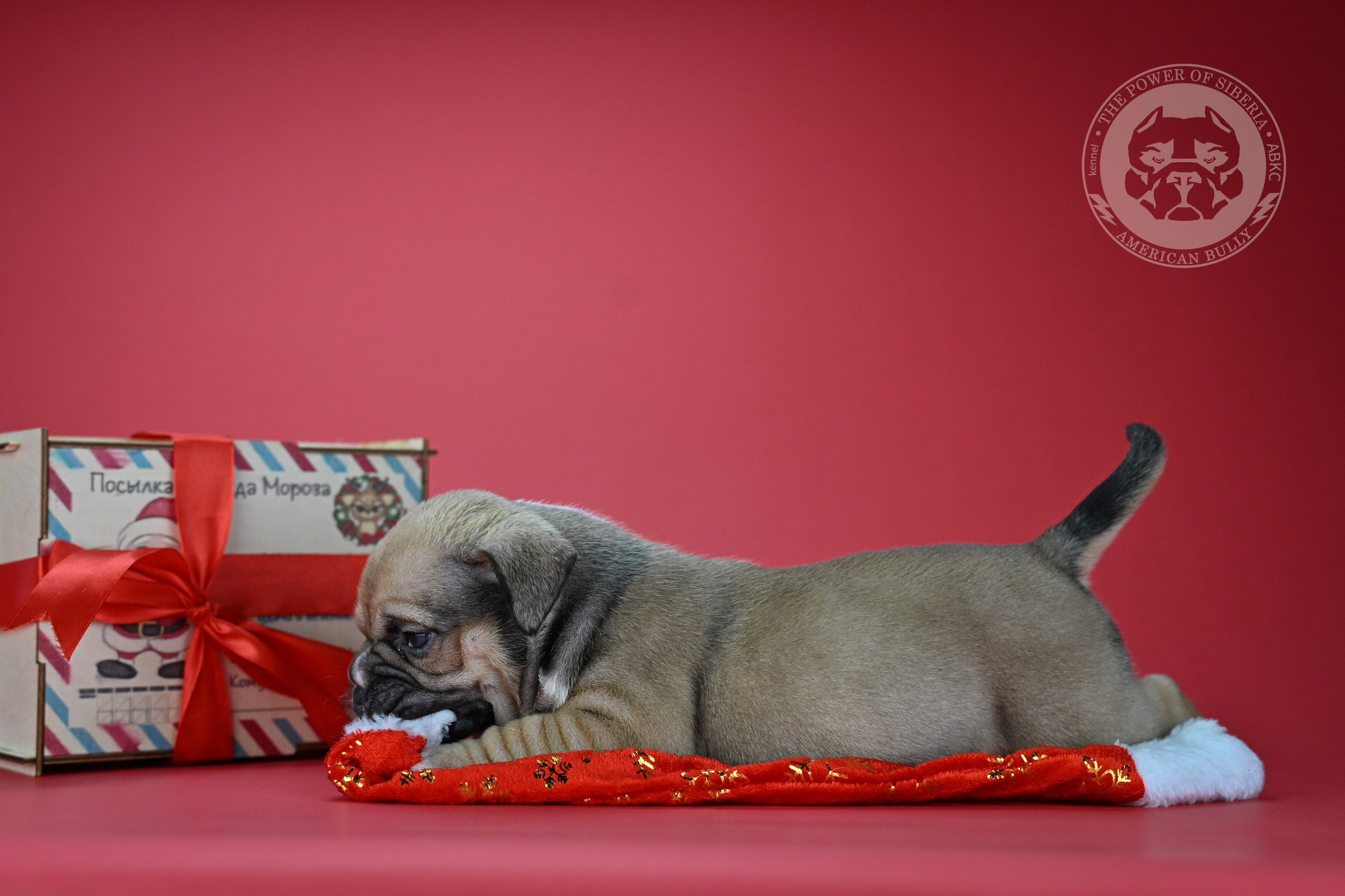 22.11.25 Тагира-Каспер. Американский Булли в г. Ростов-на-Дону. Питомник THE POWER OF SIBERIA