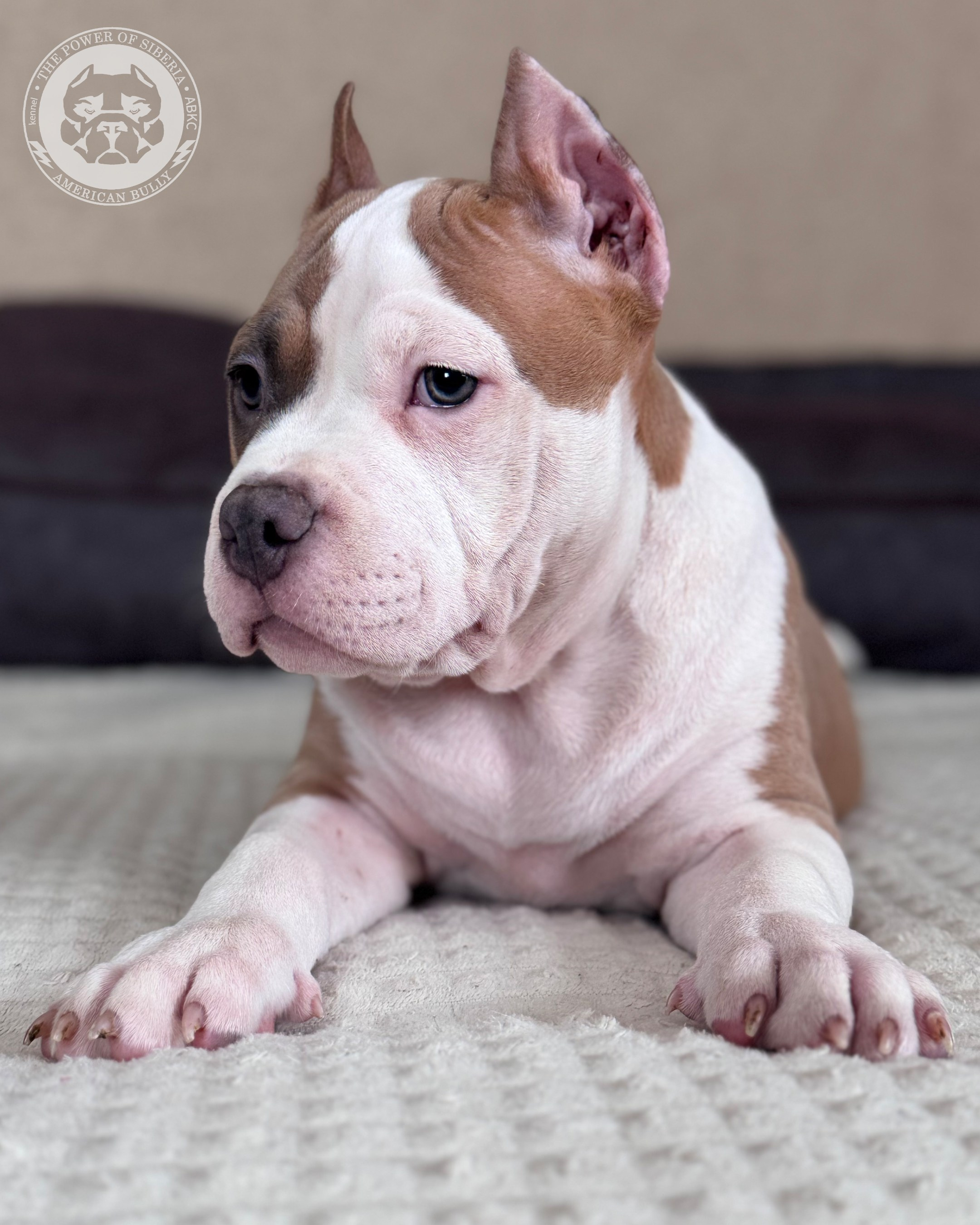 Свободные щенки Американский Булли, в типах покет, классик, стандарт. Американский Булли в г. Ростов-на-Дону. Питомник THE POWER OF SIBERIA
