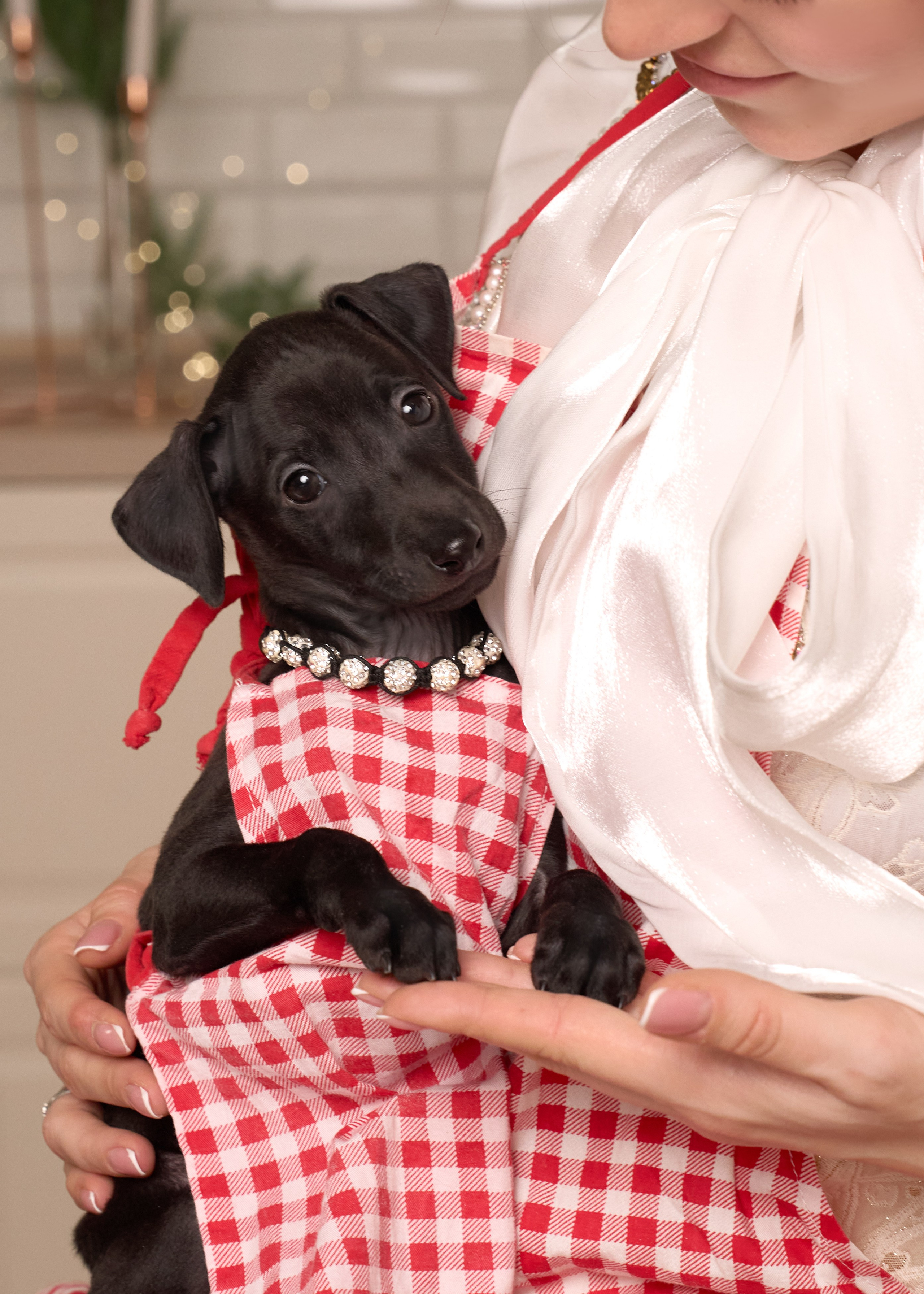  фотограф анималист в краснодаре