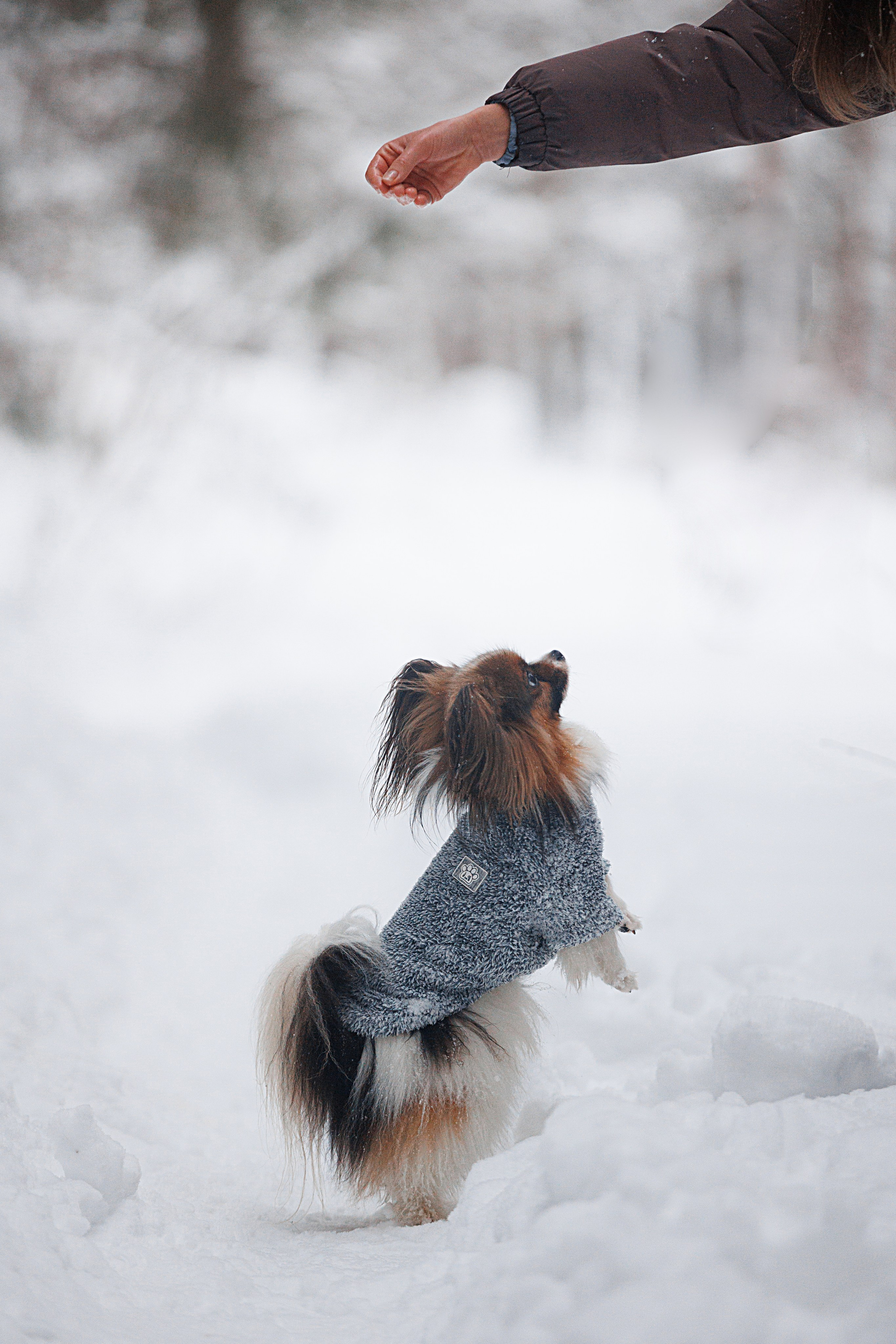 Даша и компания. Фотограф анималист Кристина Карпова, Москва