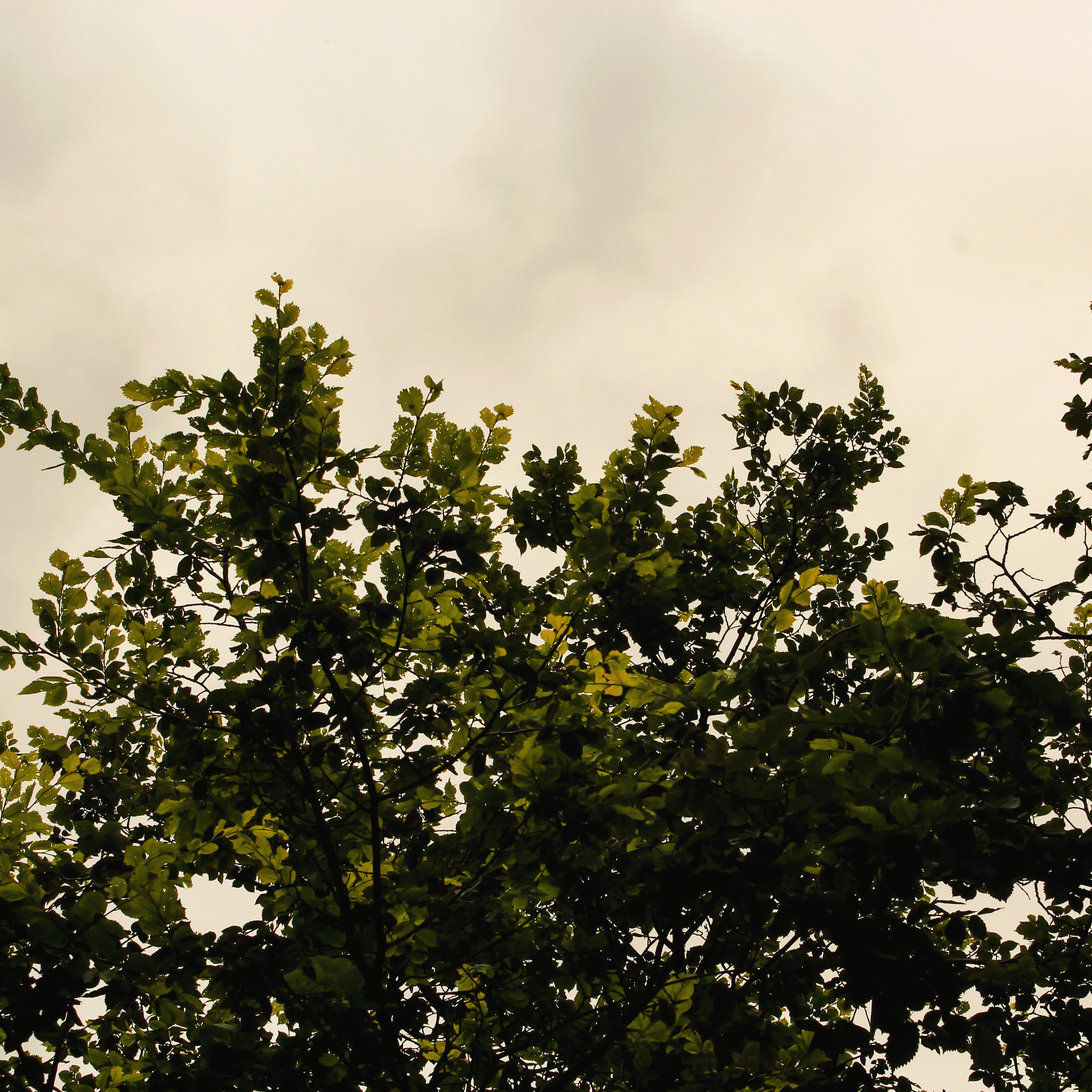 Summertime. Фотограф/дизайнер в Екатеринбурге Хитрый Дмитрий