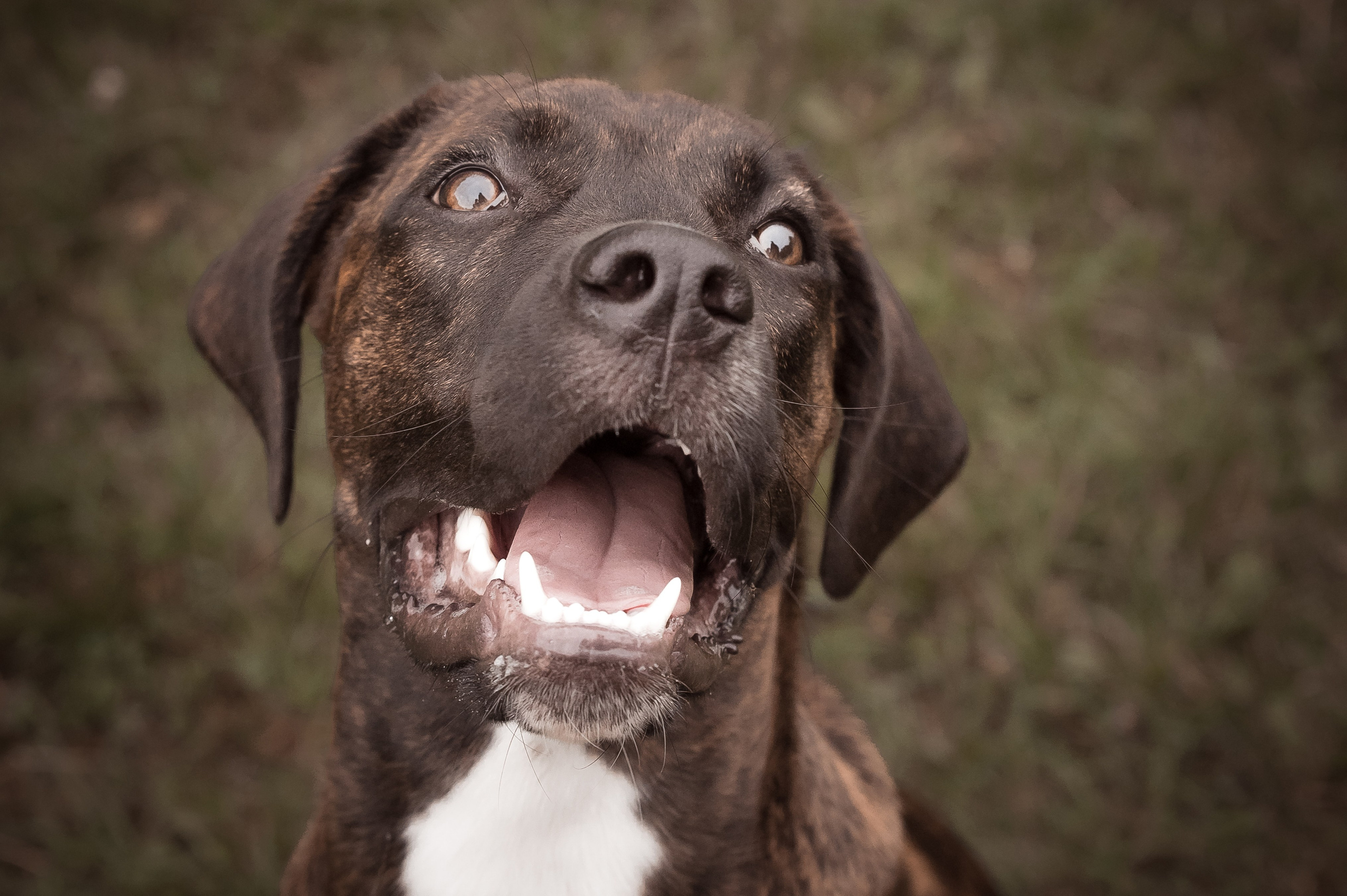 Собаки. Фотограф-анималист в Санкт-Петербурге Анастасия Иванова