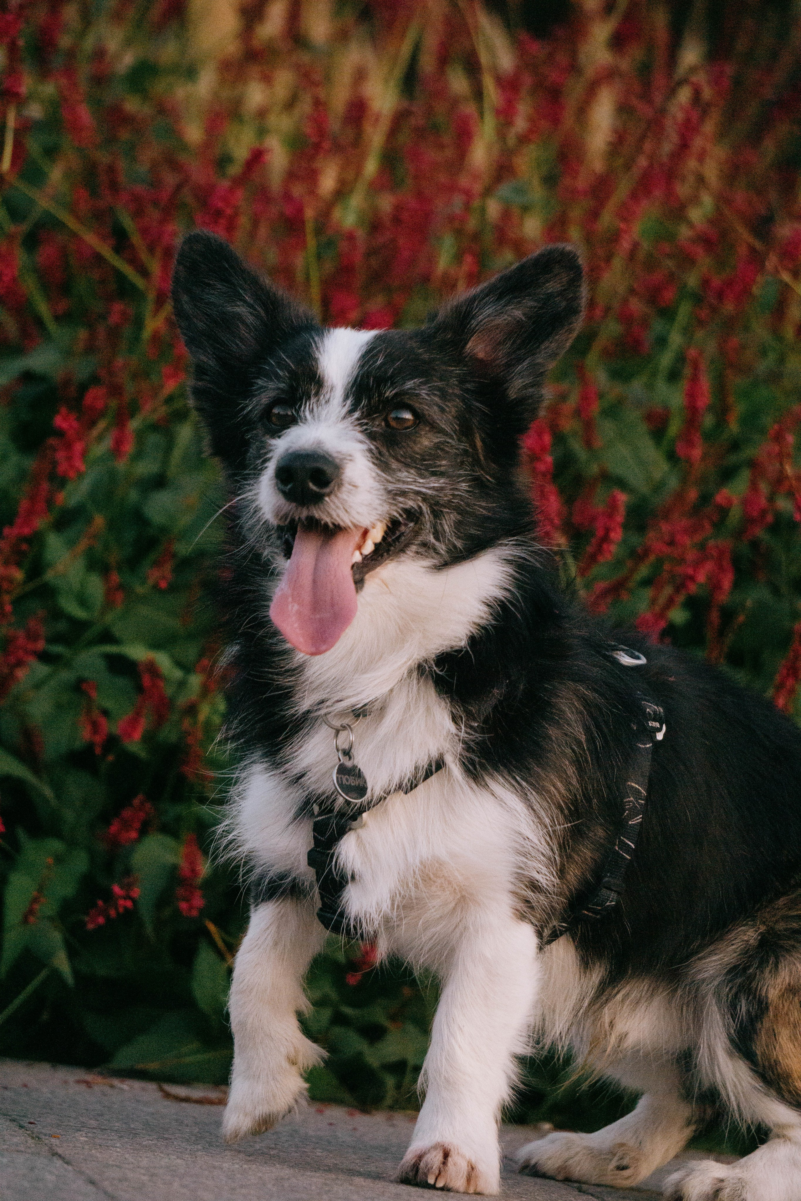 Даша и Тюбик. Фотограф-анималист Ксения Воробьева, Москва
