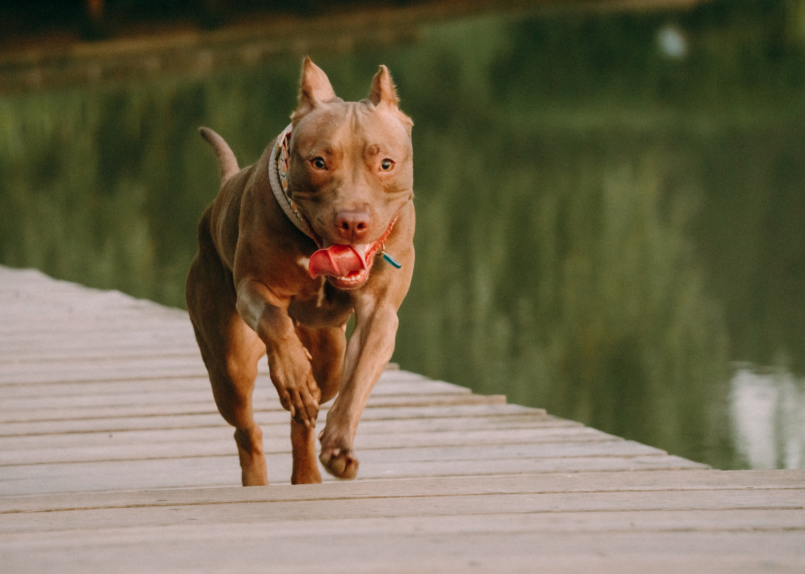 Виолетта, Лила и Питер. Фотограф-анималист Ксения Воробьева, Москва