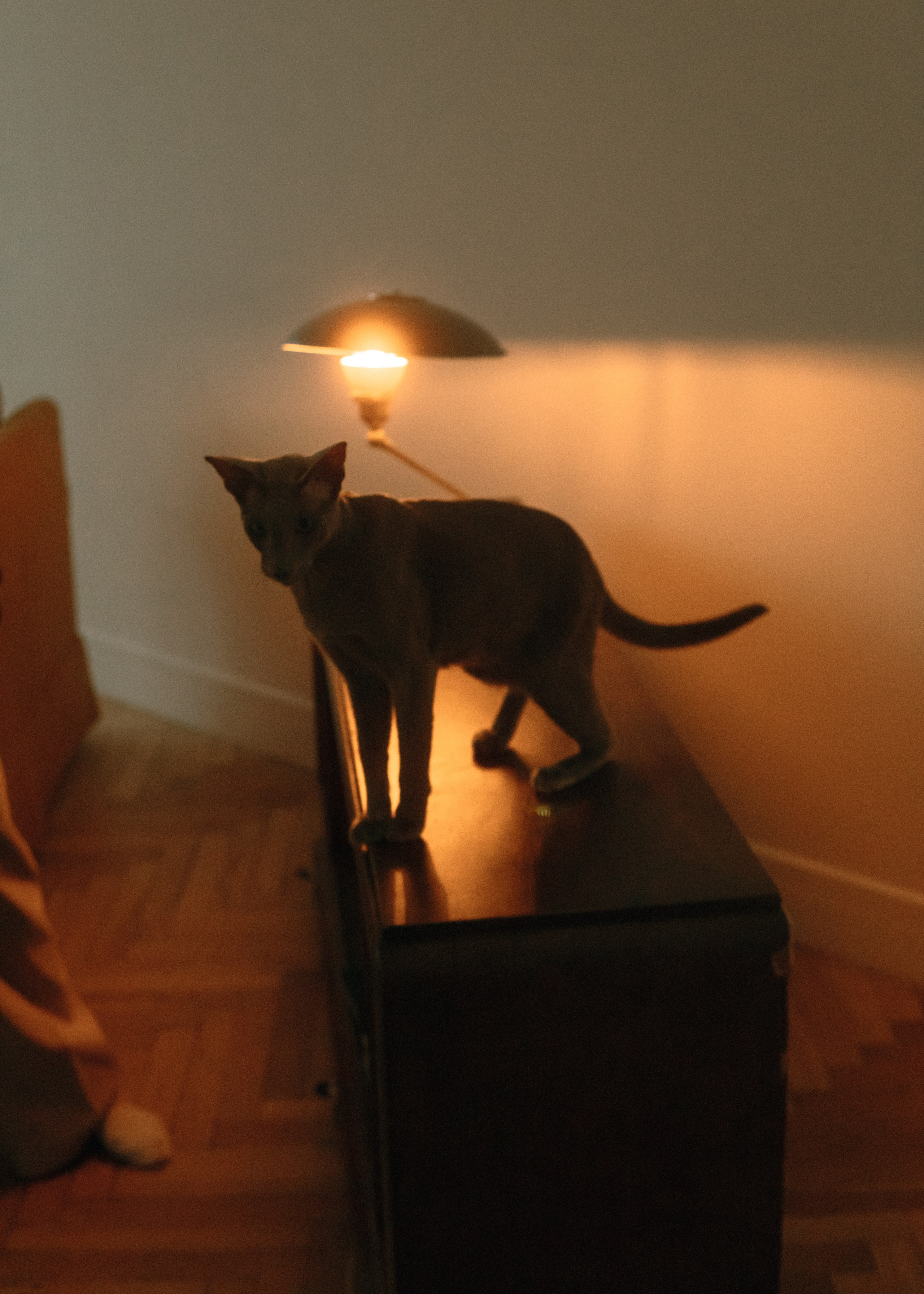 Амина, Булат и Орион. Фотограф-анималист Ксения Воробьева, Москва