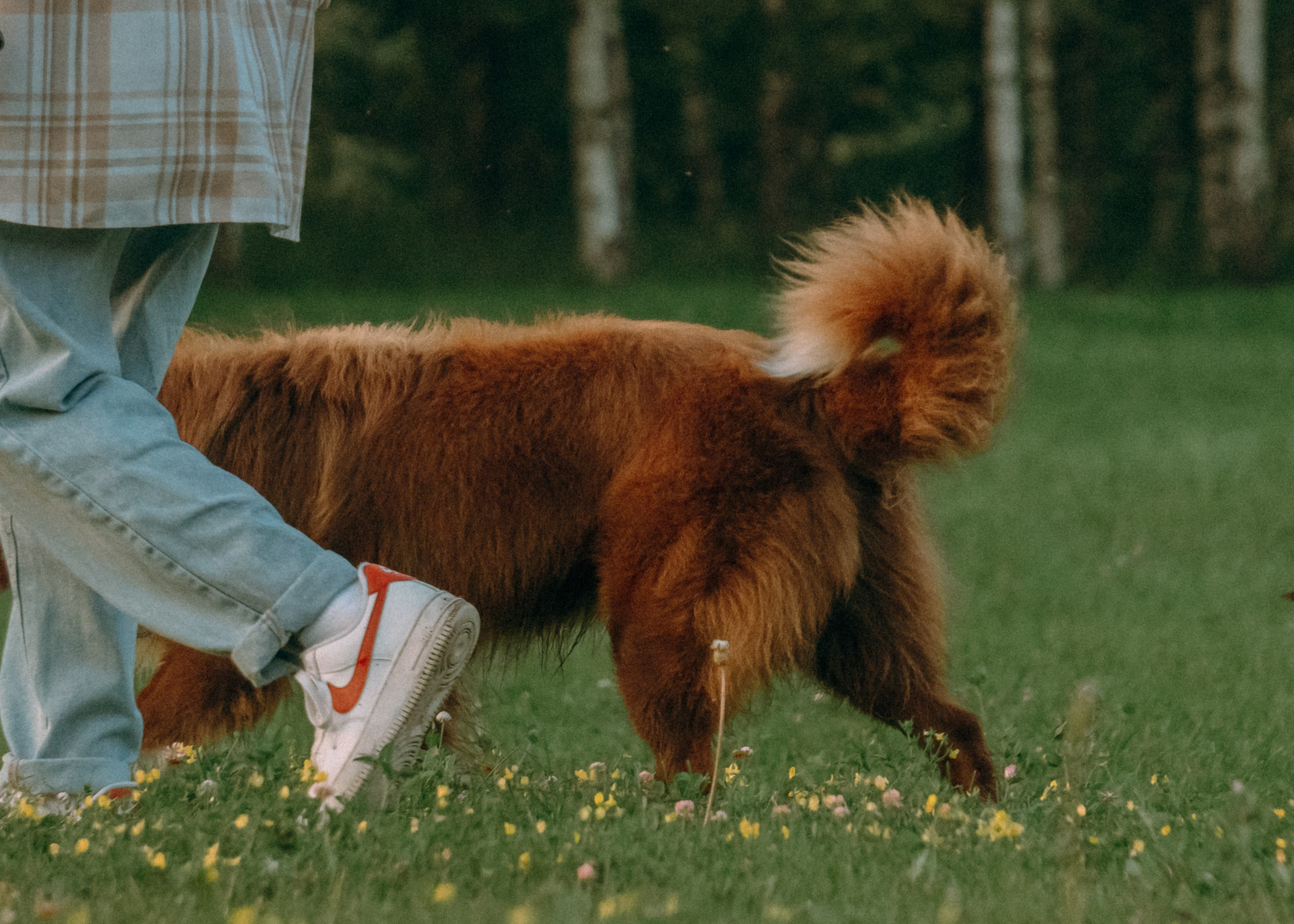Виолетта, Лила и Питер. Фотограф-анималист Ксения Воробьева, Москва