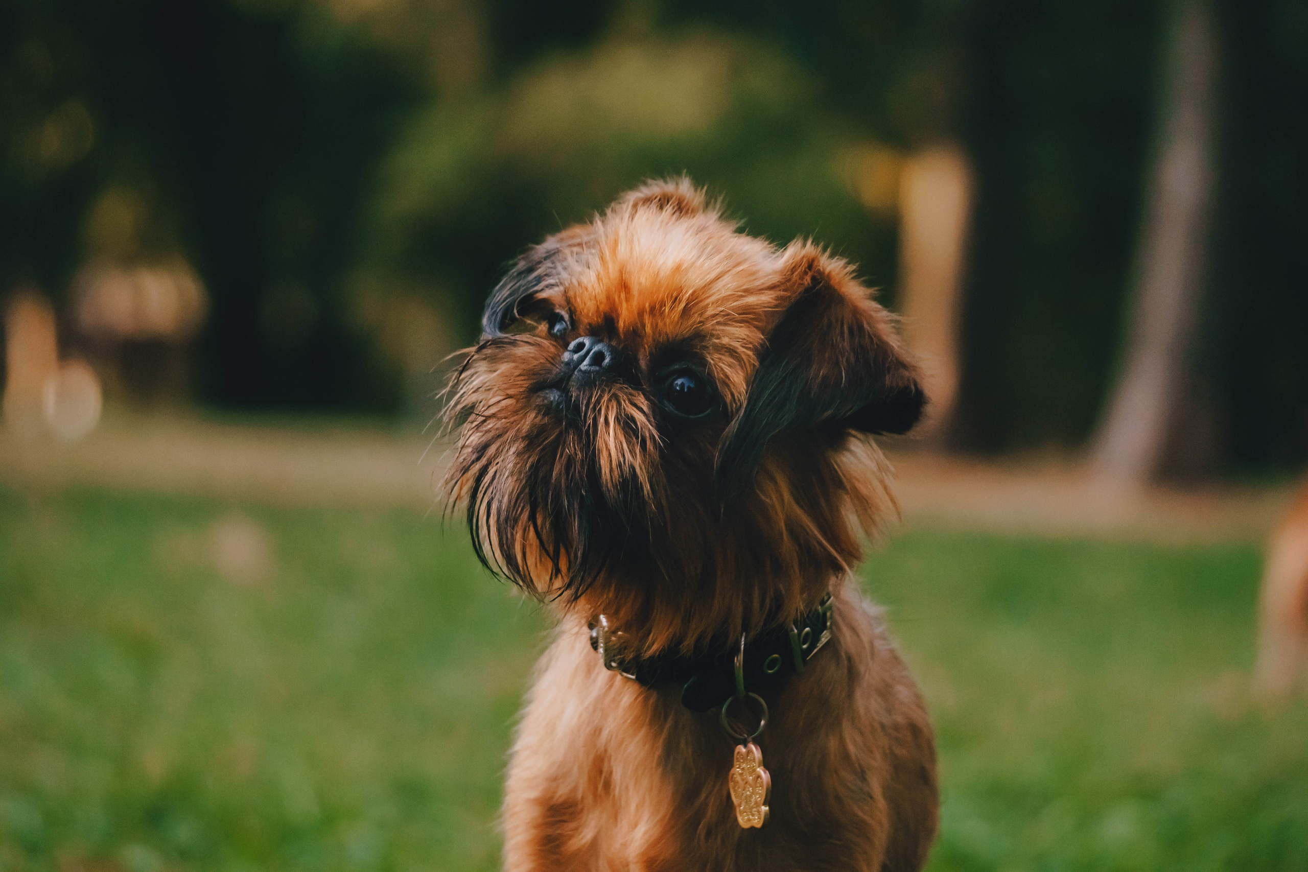 Мини-туса гриффоны и брабансоны. Фотограф-анималист Ксения Воробьева, Москва