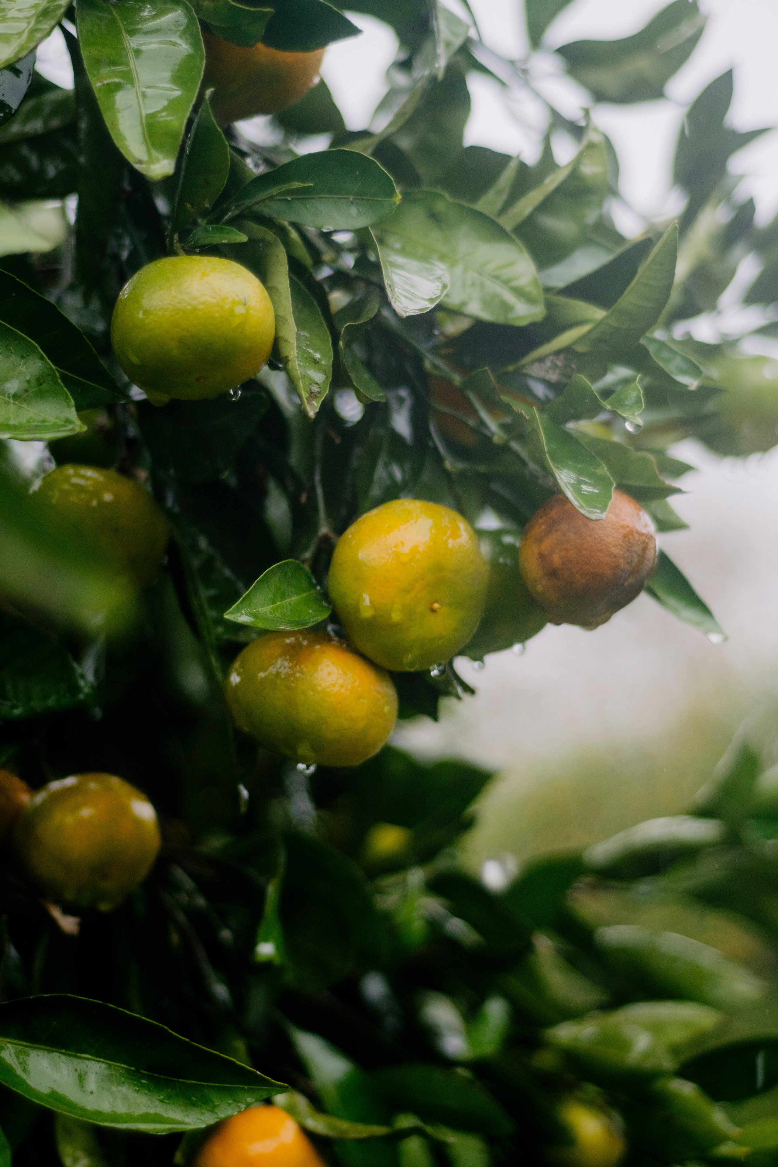 Абхазия. Iraogo