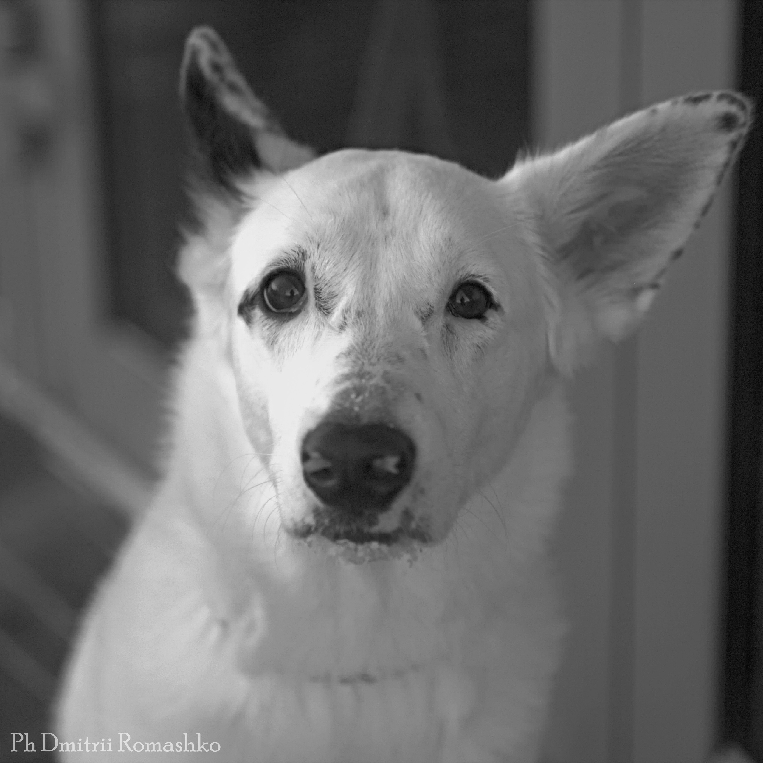 Анималистка. Фотограф Дмитрий Ромашко