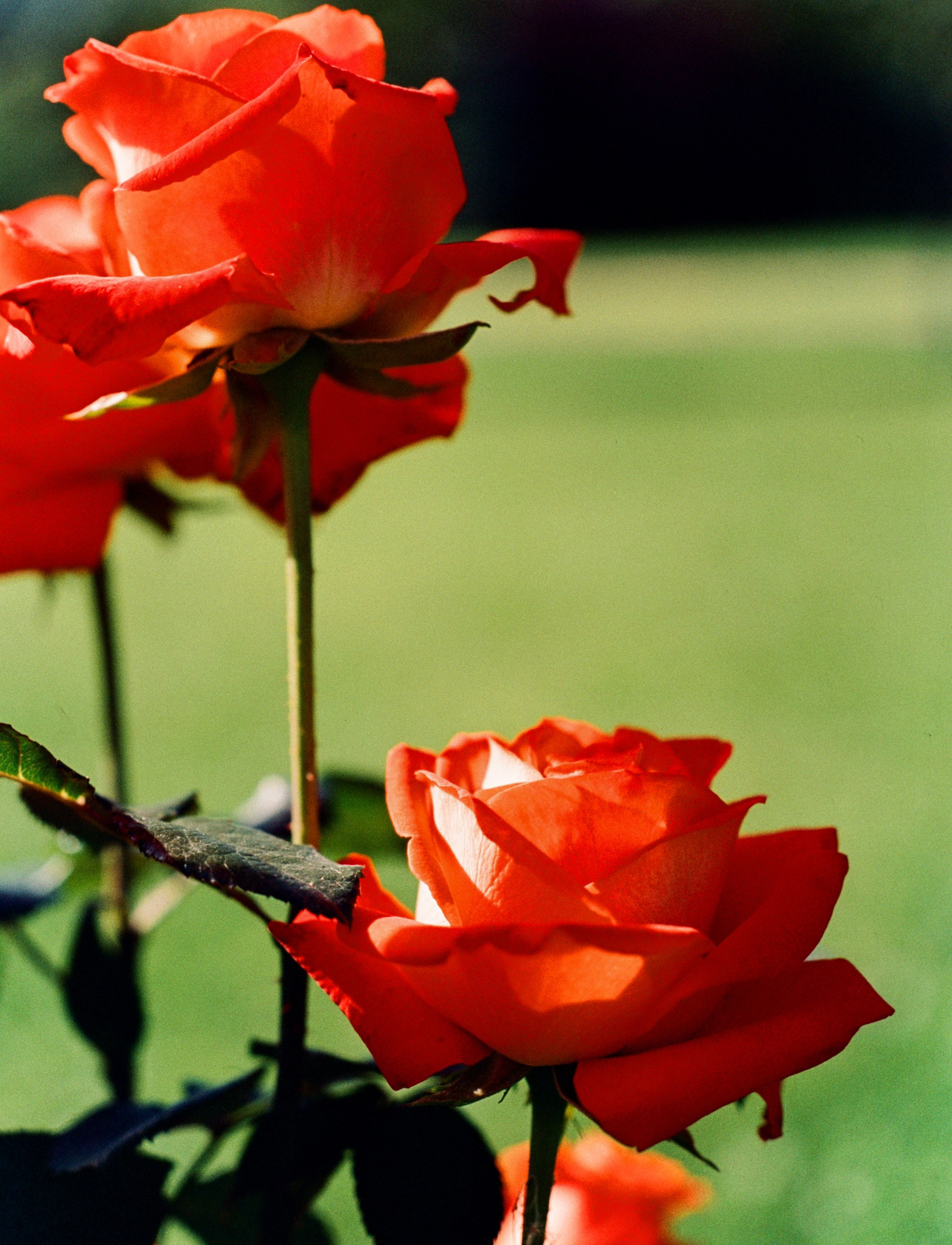 Nikon F100 примеры фотографий