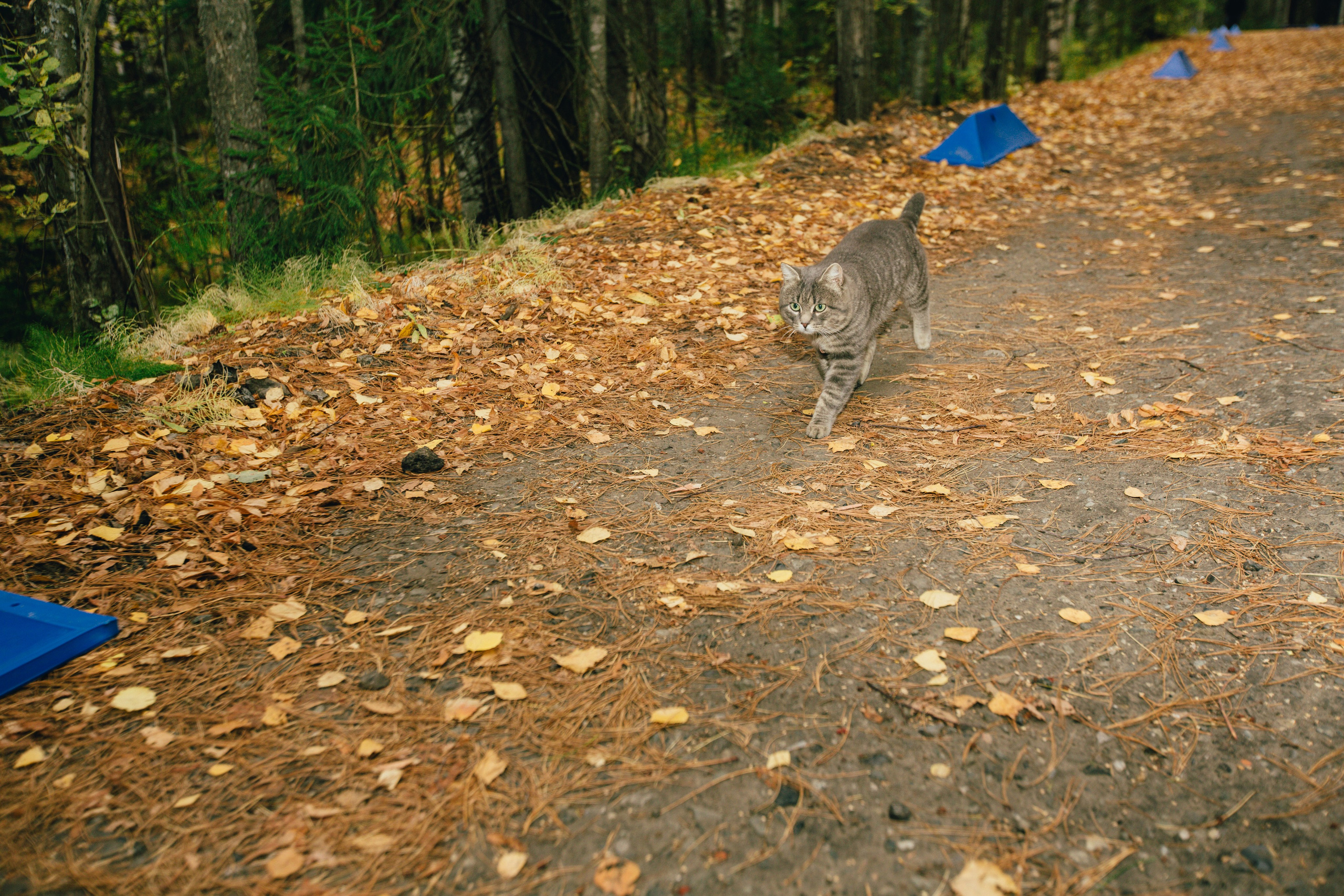 Спортивное ориентирование. Репортажный, семейный фотограф из Нефтеюганска