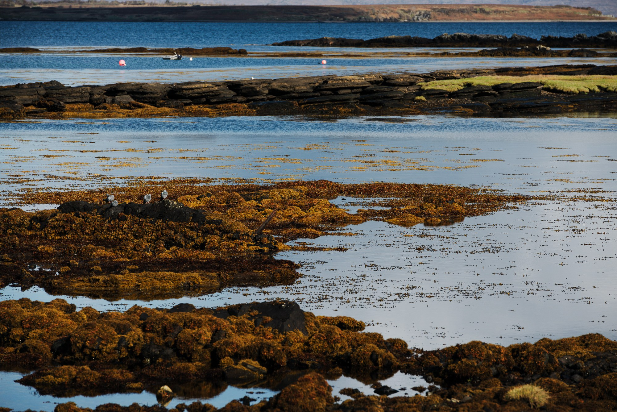 Прибрежный пейзаж с коричневыми скалами, покрытыми водорослями во время отлива, водой на переднем плане и размытым берегом на горизонте.
