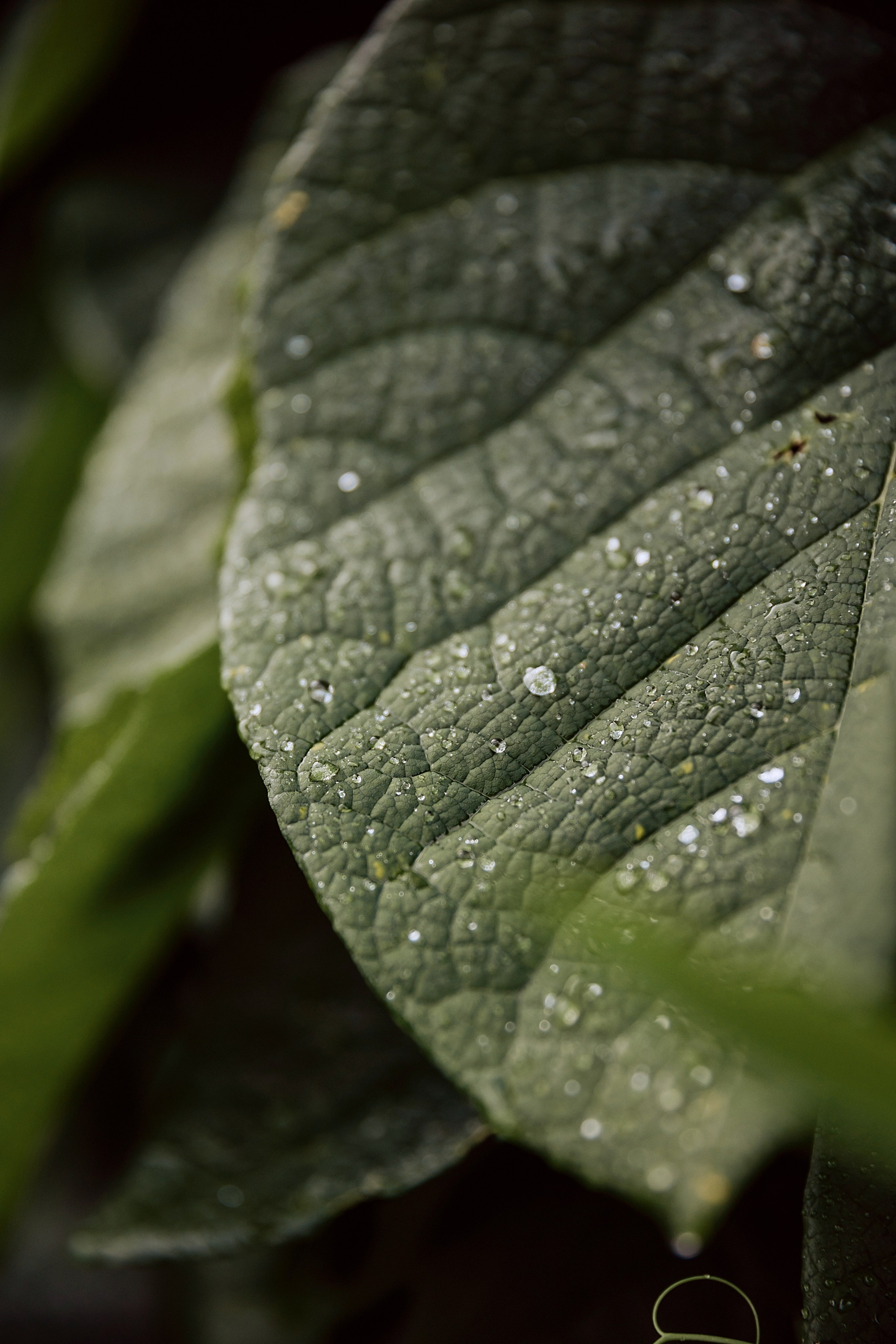 Сергей и Ксения. Свадебный и семейный фотограф в Йошкар-Оле