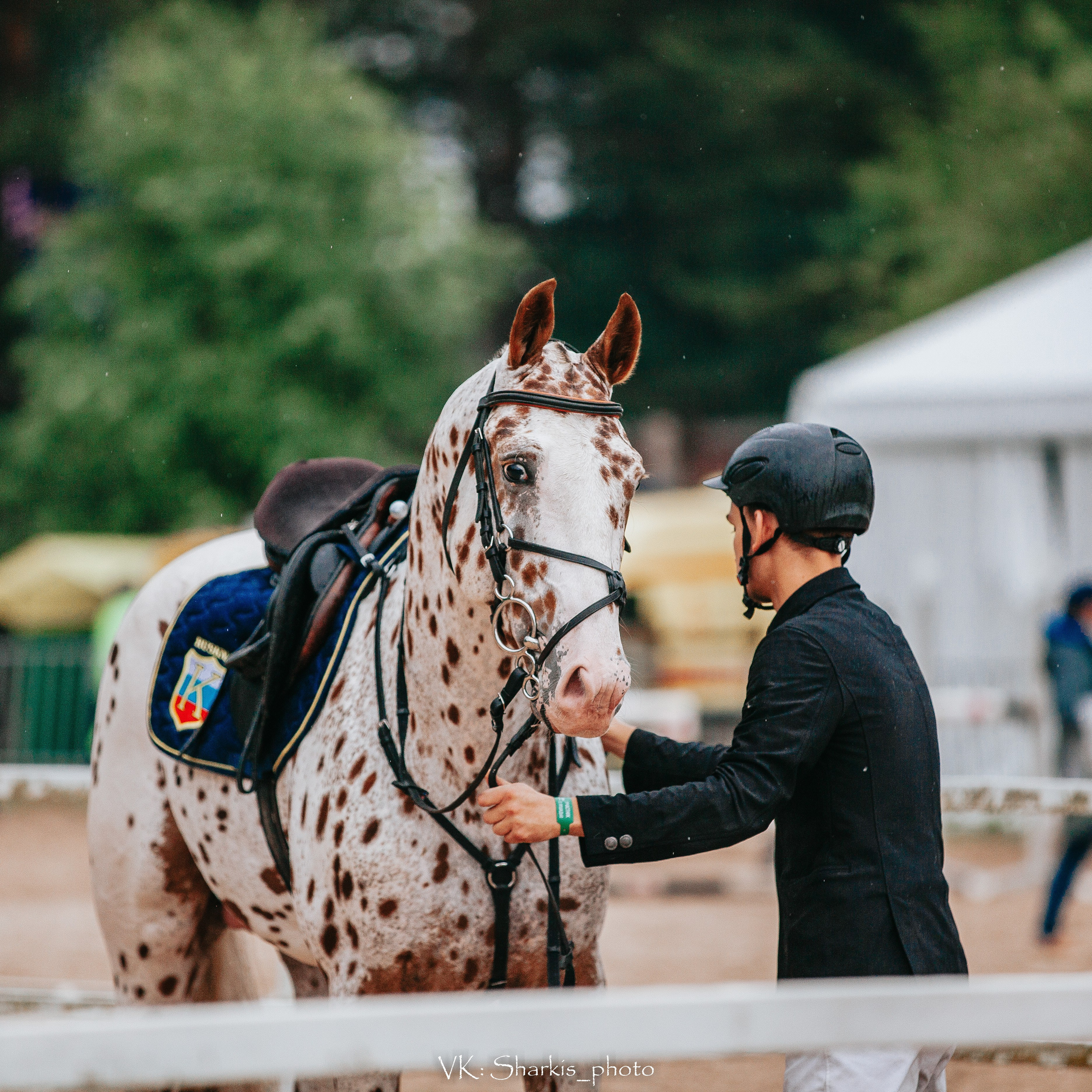 Лошади. Главная