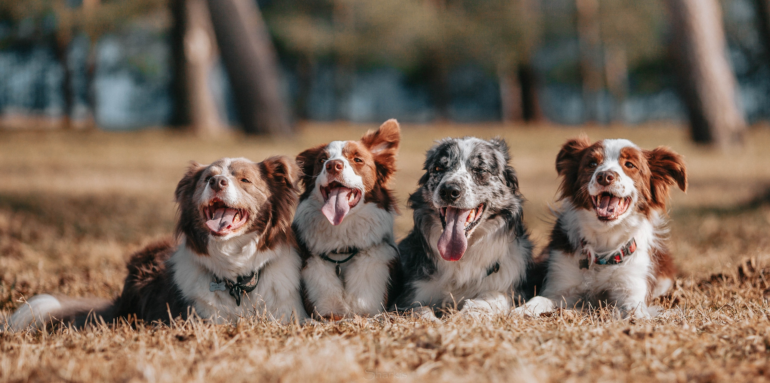 Бордюха, Лора, Берта, Мета. Главная