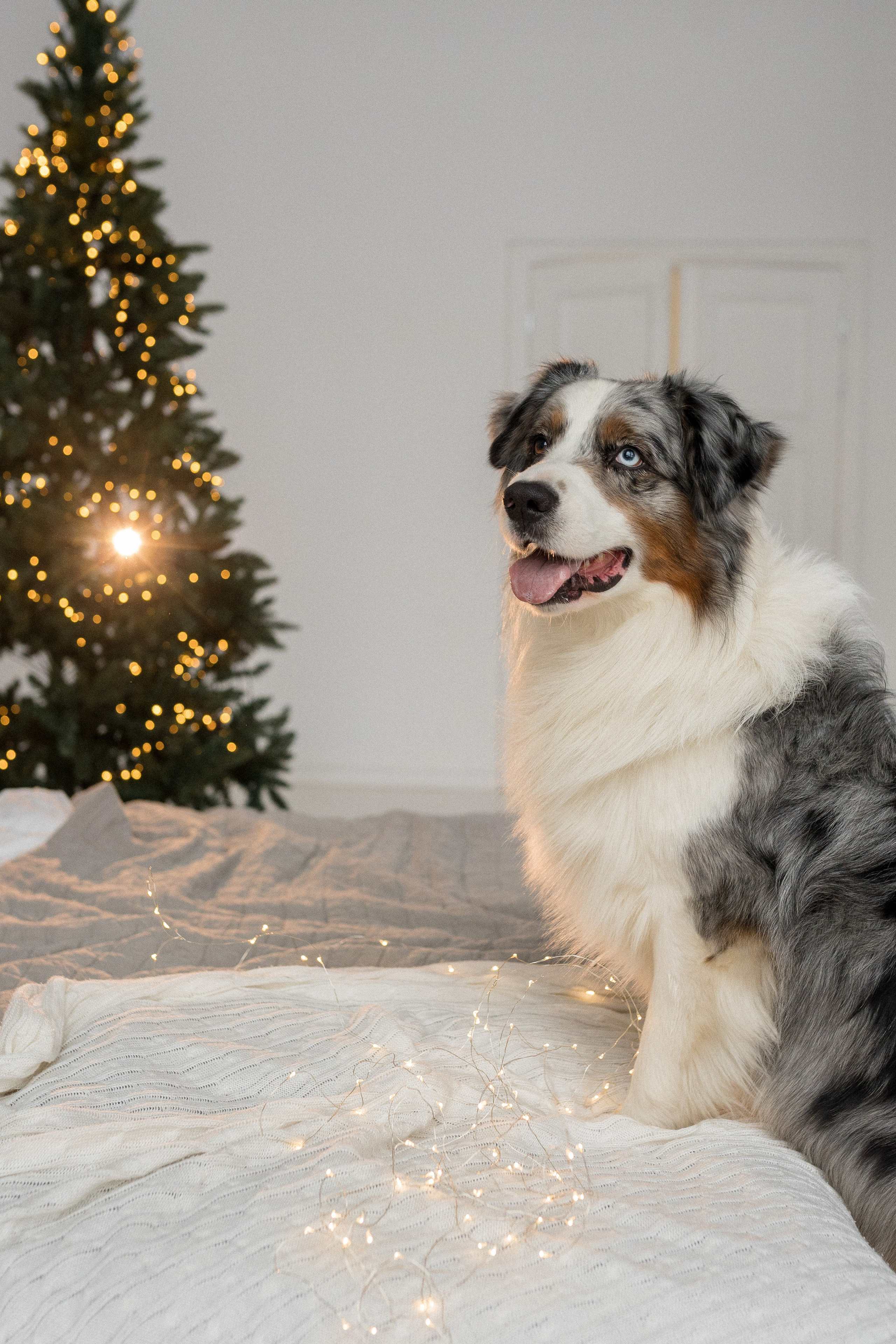 Новогоднее студия. Свадебный фотограф в Москве Анна Полушина