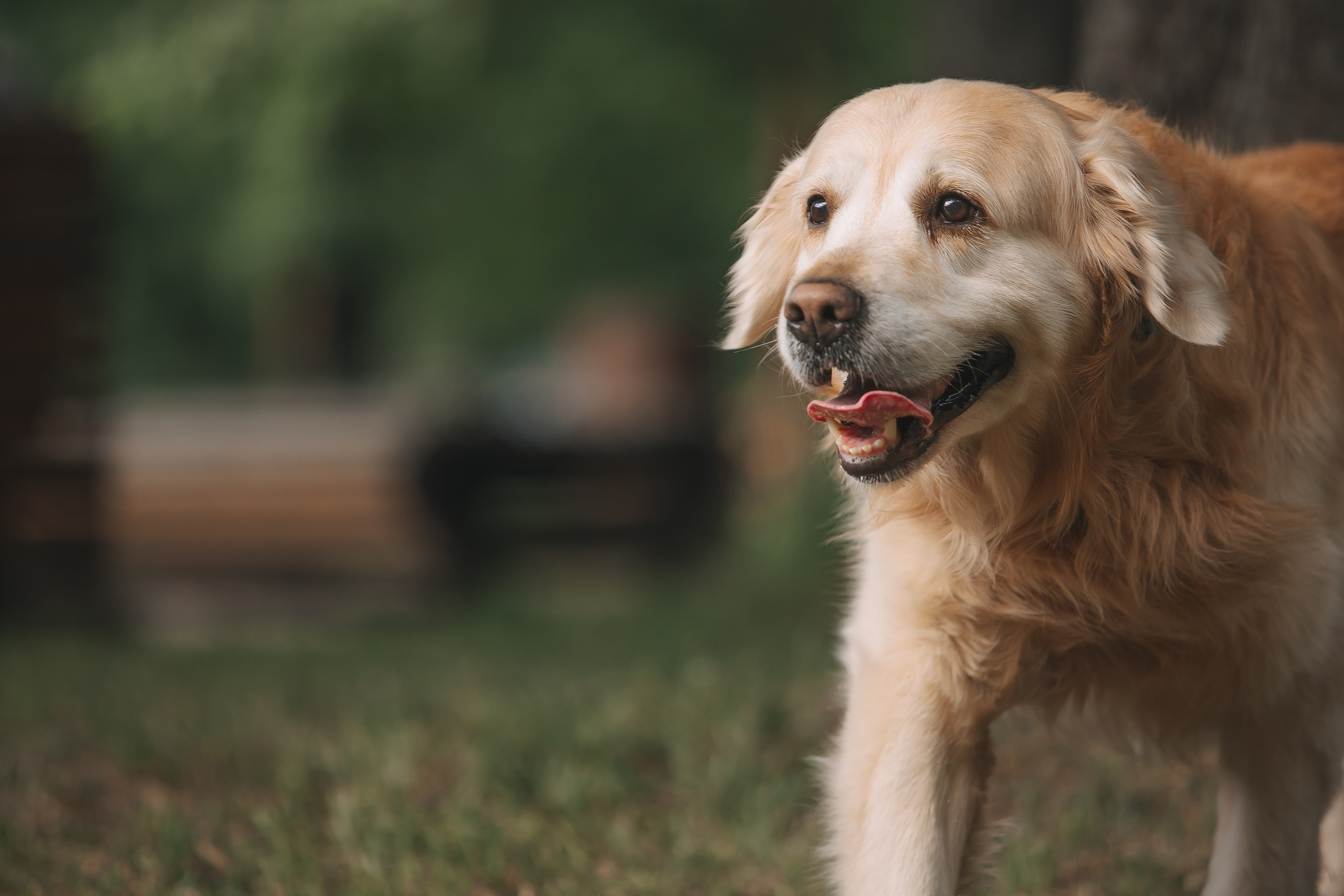 Золотистый ретривер Кант, Калининград. Свадебный и женский фотограф