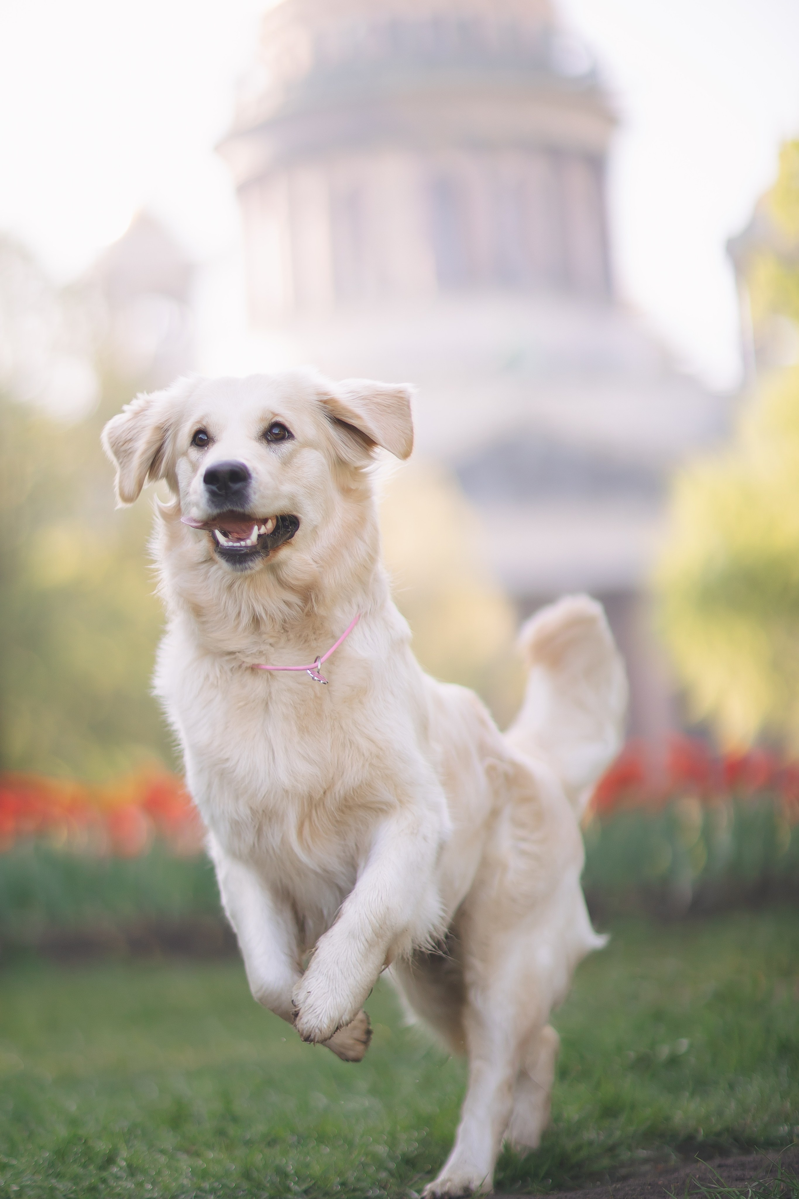 Золотистый ретривер Мона, Питер. Свадебный и женский фотограф