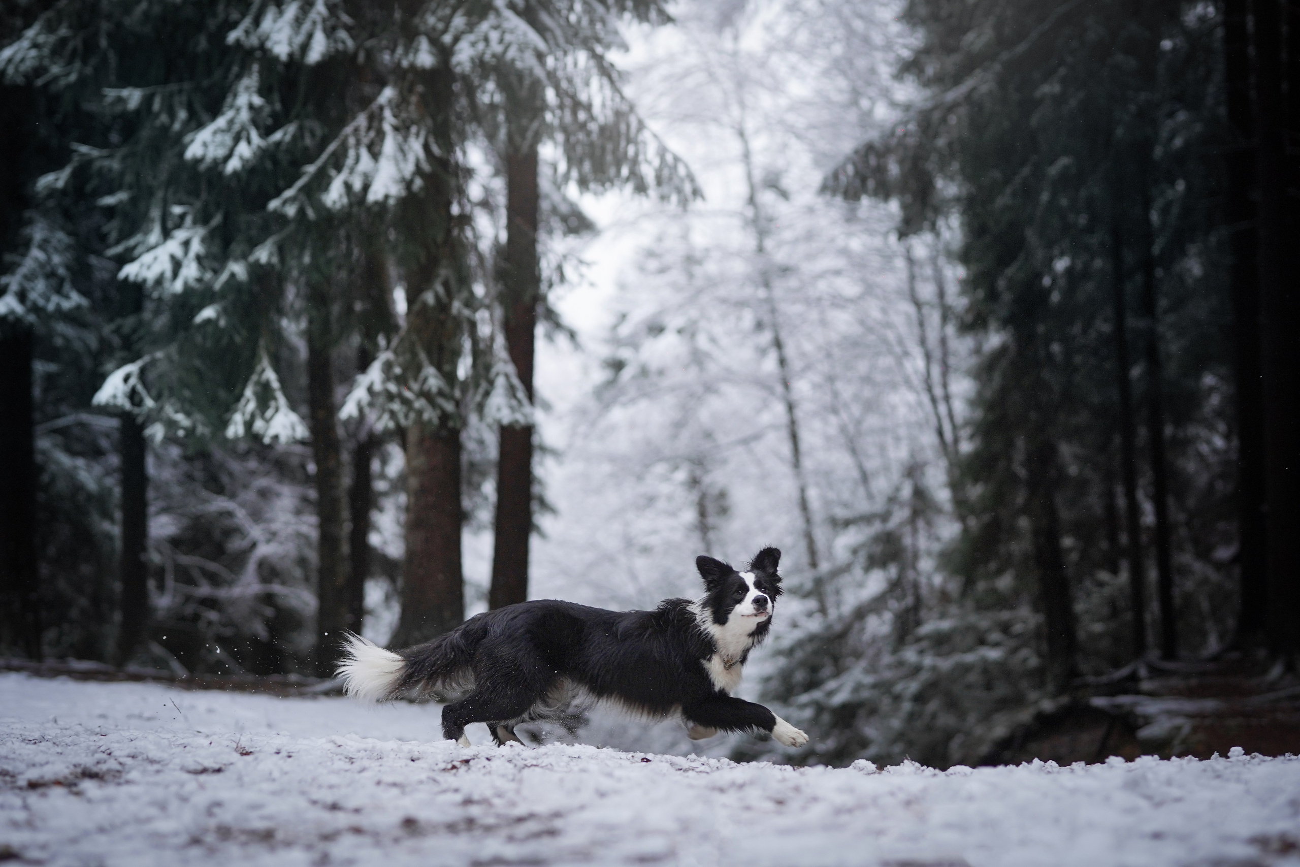 Юлия и Груша. Фотограф-анималист в Санкт-Петербурге Яна Мартынова