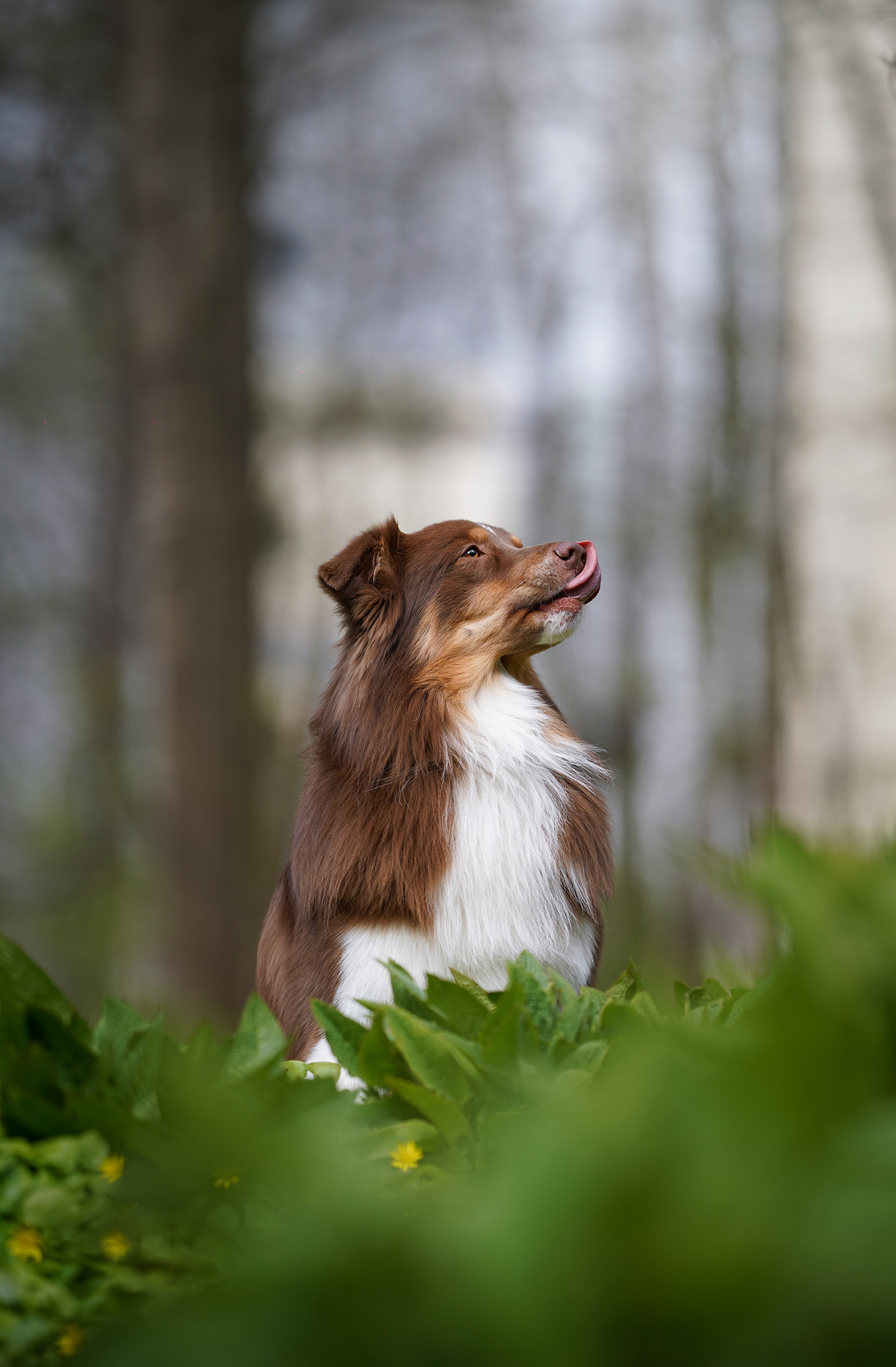 Рокки и Гермиона. Фотограф-анималист в Санкт-Петербурге Яна Мартынова