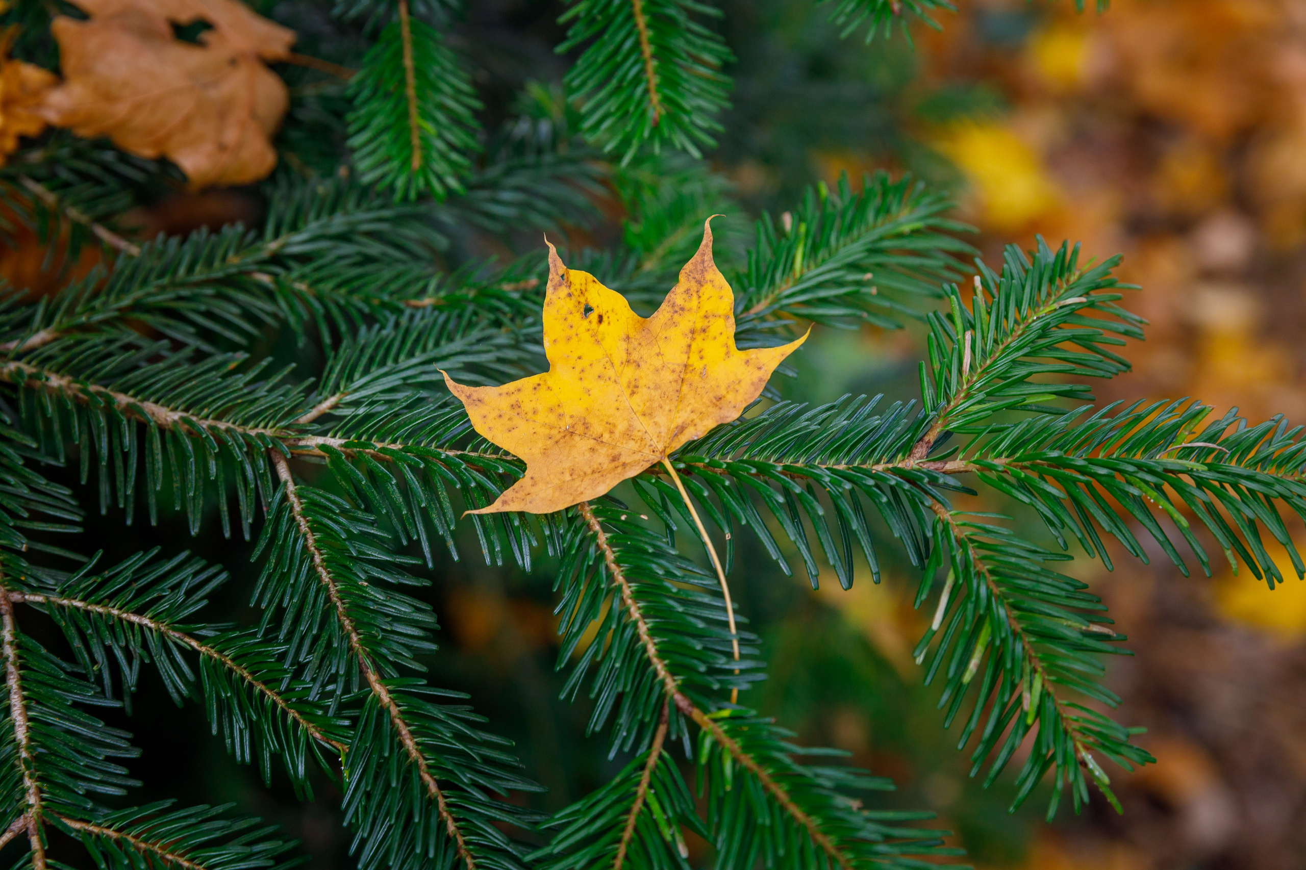 Путешествия