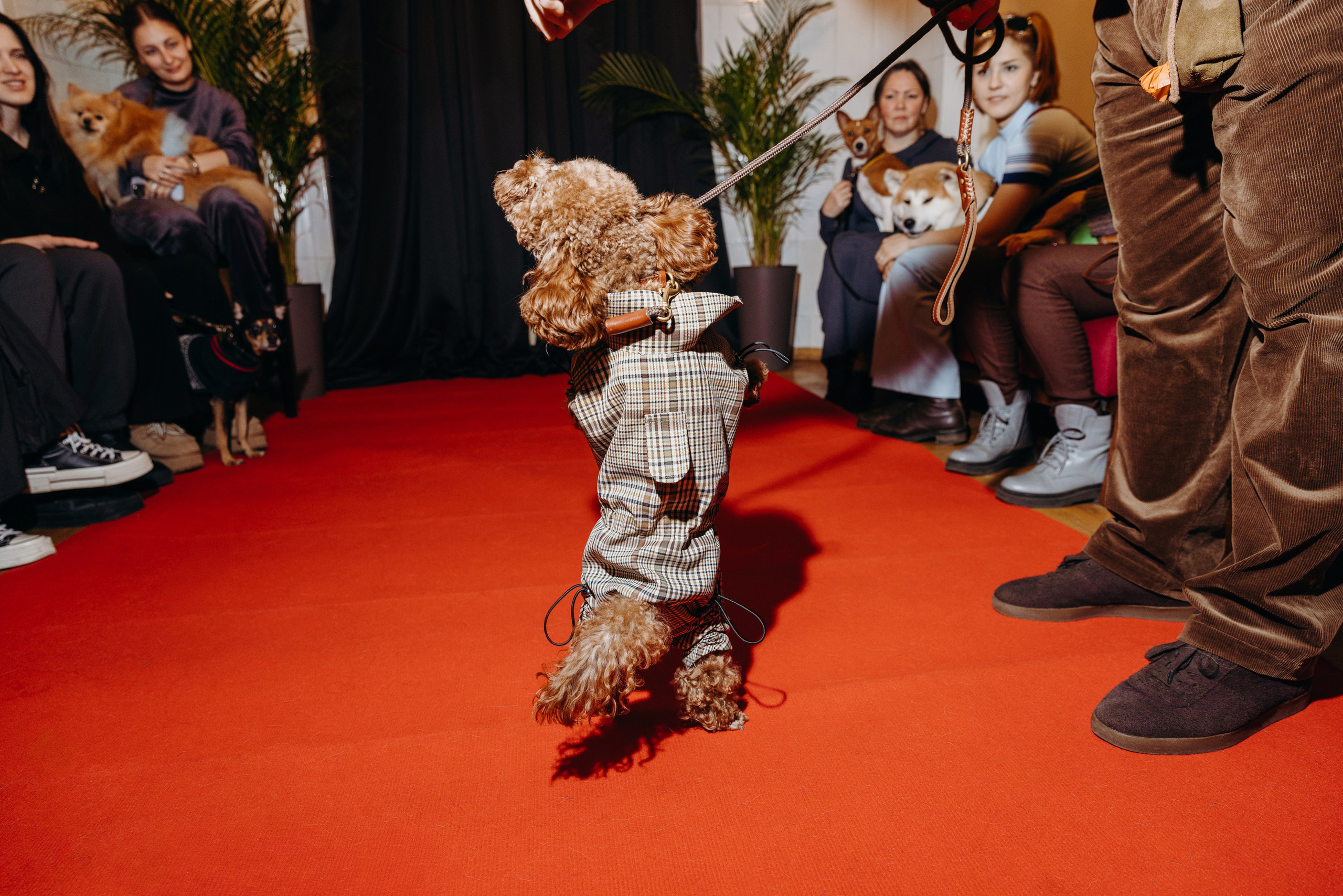 Светская хвостатая хроника. Аксана Лисовская фотограф в Москве. Фотографии с характером