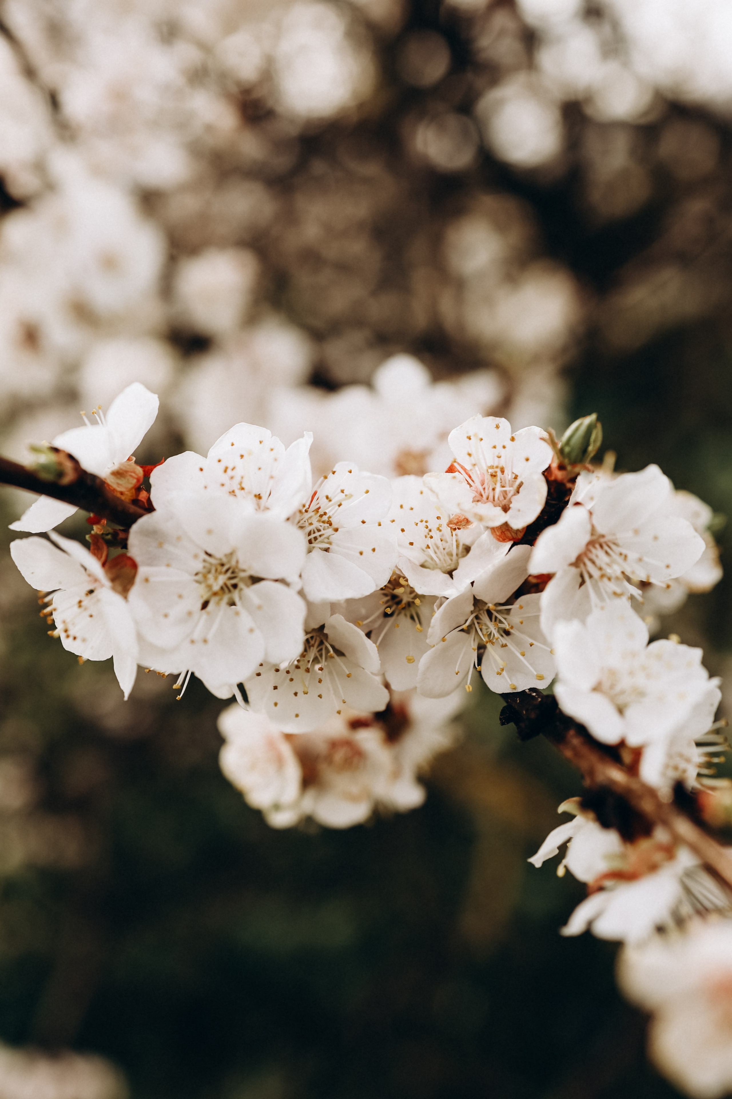 Снежана. Свадебный и семейный фотограф в Воронеже Ксения Воротникова
