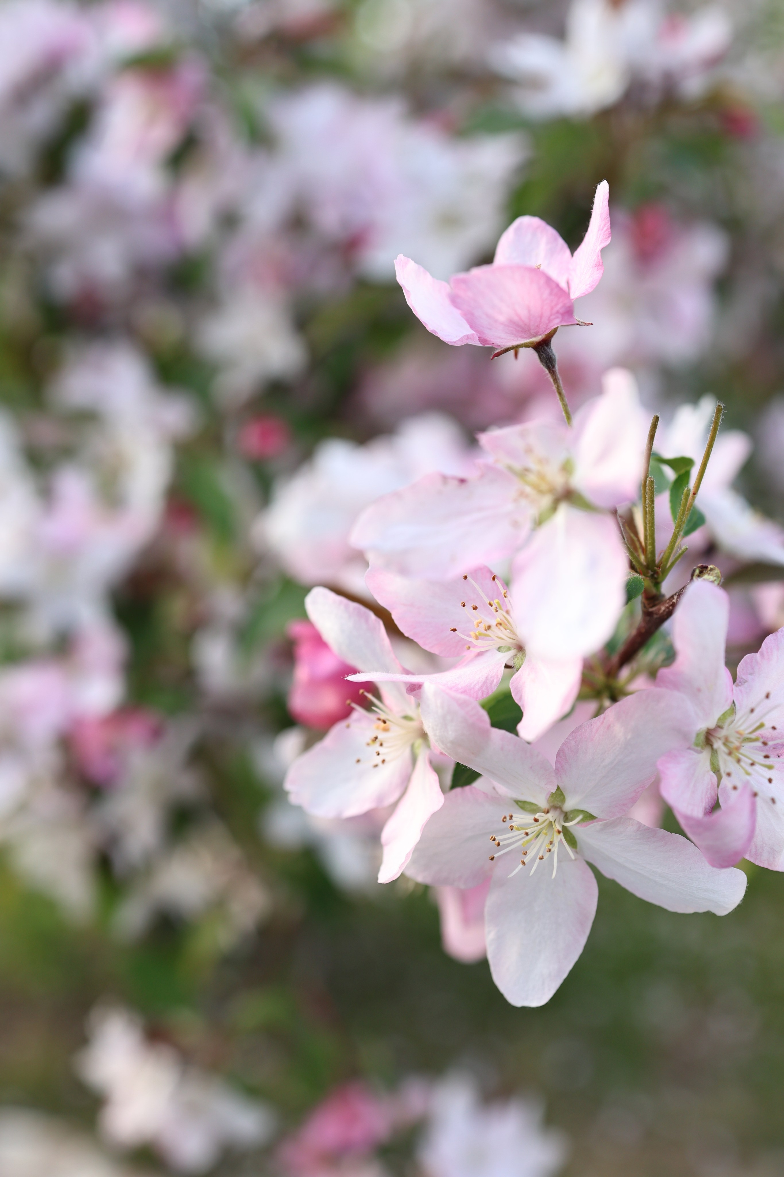 Маргарита. Свадебный и семейный фотограф в Воронеже Ксения Воротникова
