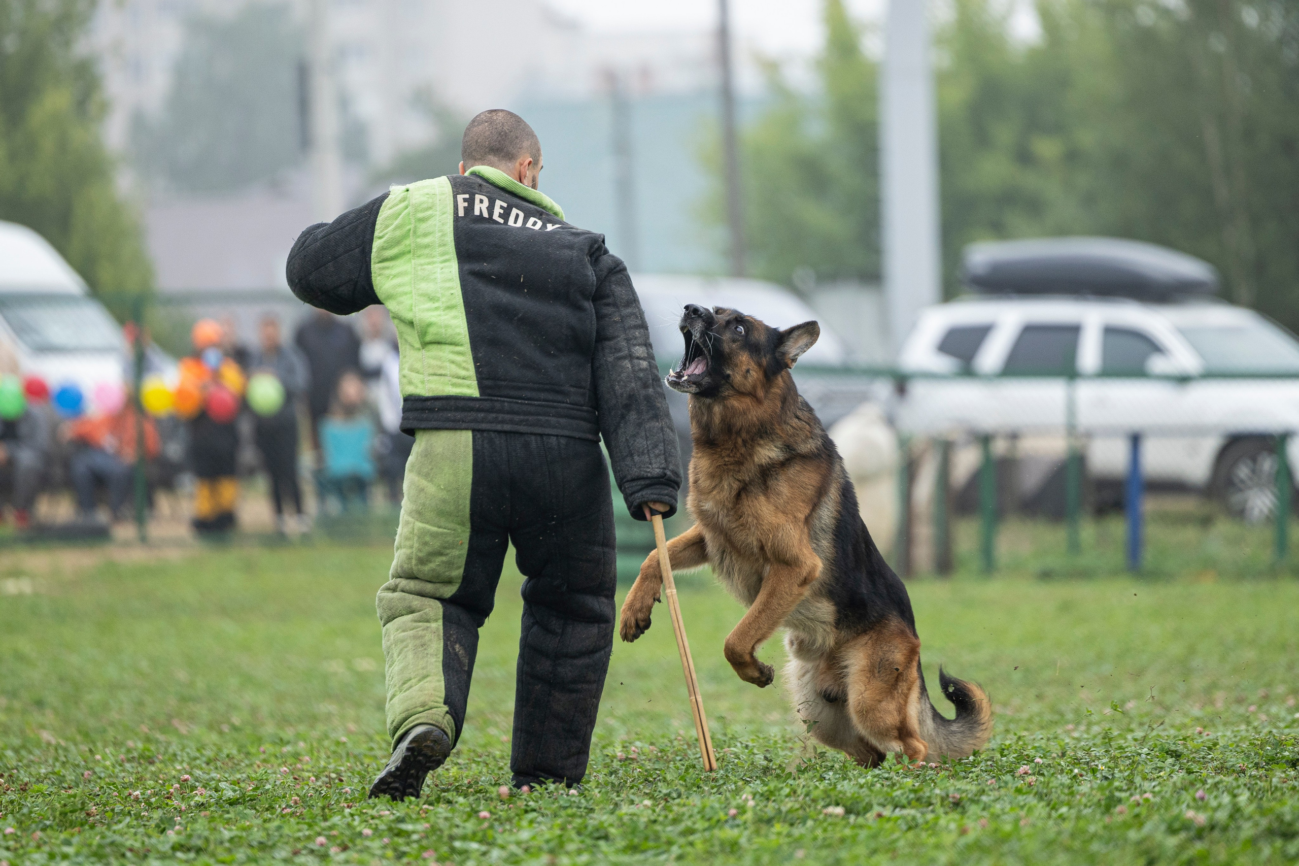 Соревнования по Мондьорингу г. Вологда 10-11.08.2024. Фотограф-анималист Анна Маринич