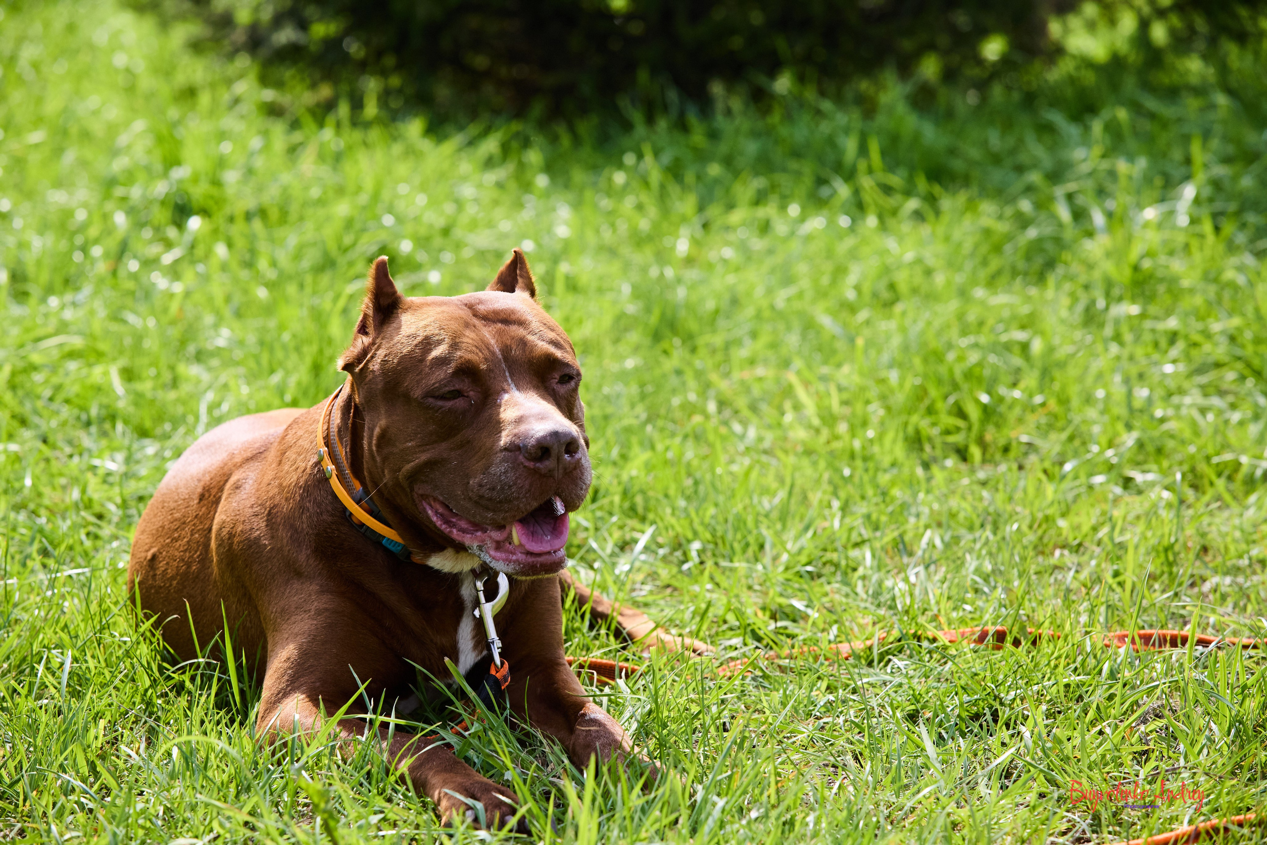 Проект фотопрогулка с хвостиком. Buyvolenko Andrey