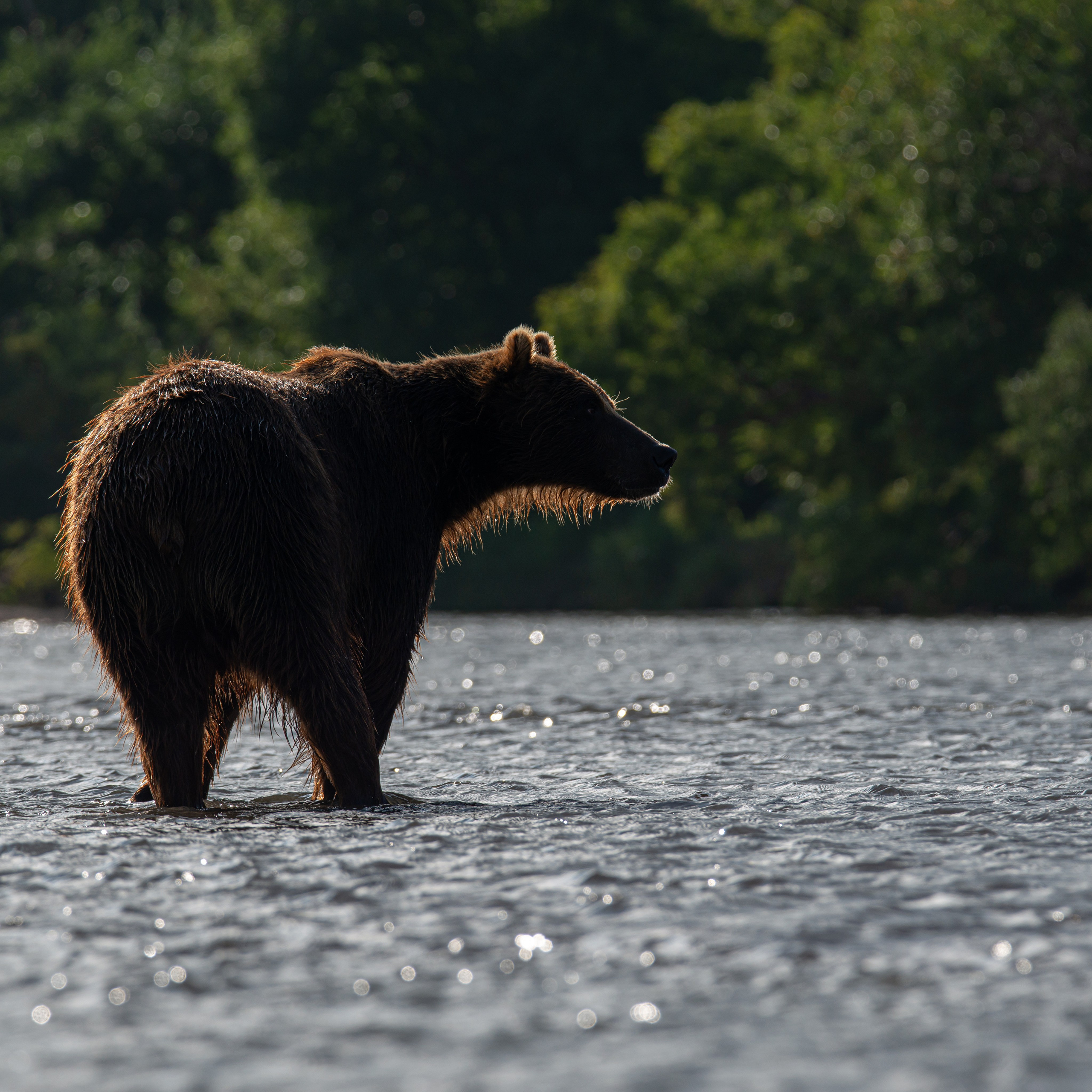 Камчатка — земля медведей. Игорь Иванко — Репортажный и событийный фотограф. Москва