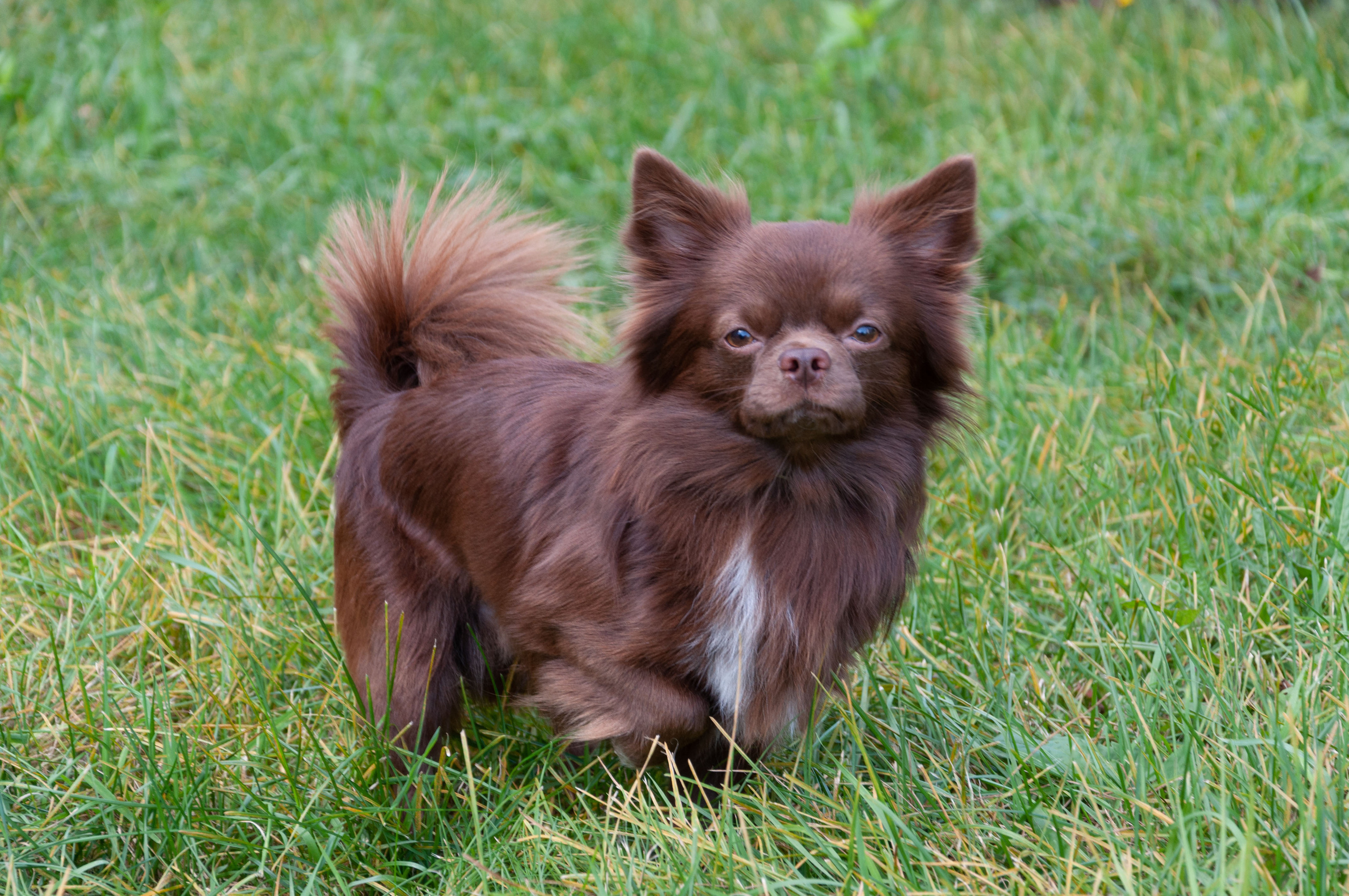 Собаки. Профессиональный фотограф в Зеленограде Дмитрий Петров
