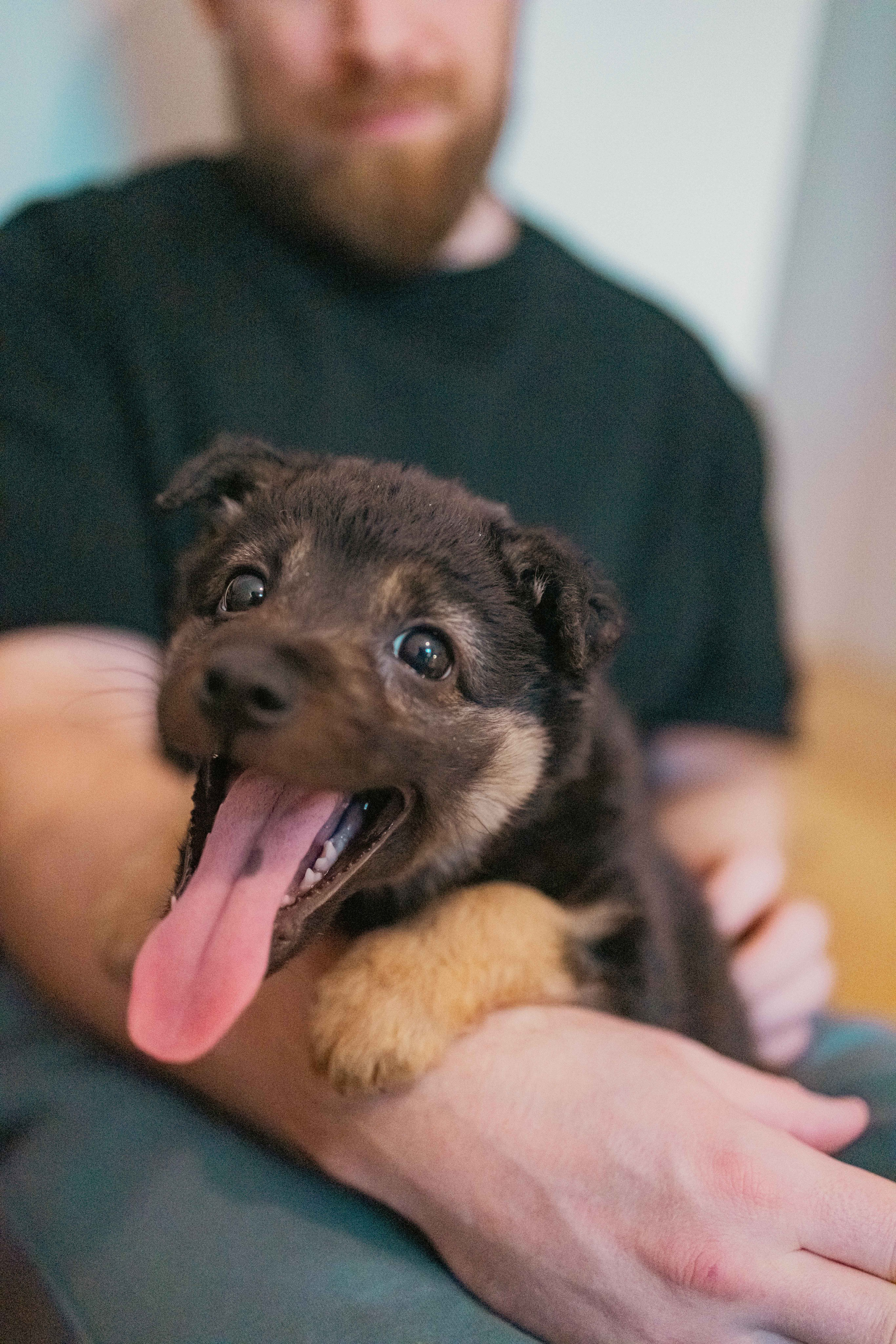 Пеппа. Фотограф-анималист в Москве Лера Черноног