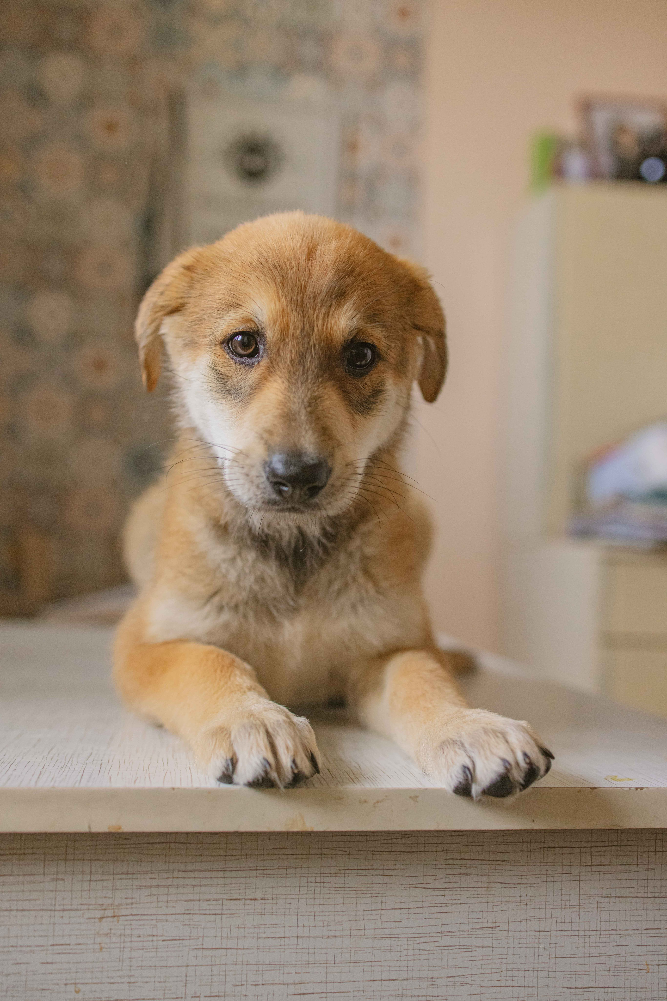 Щеночки на кухне. Фотограф-анималист в Москве Лера Черноног