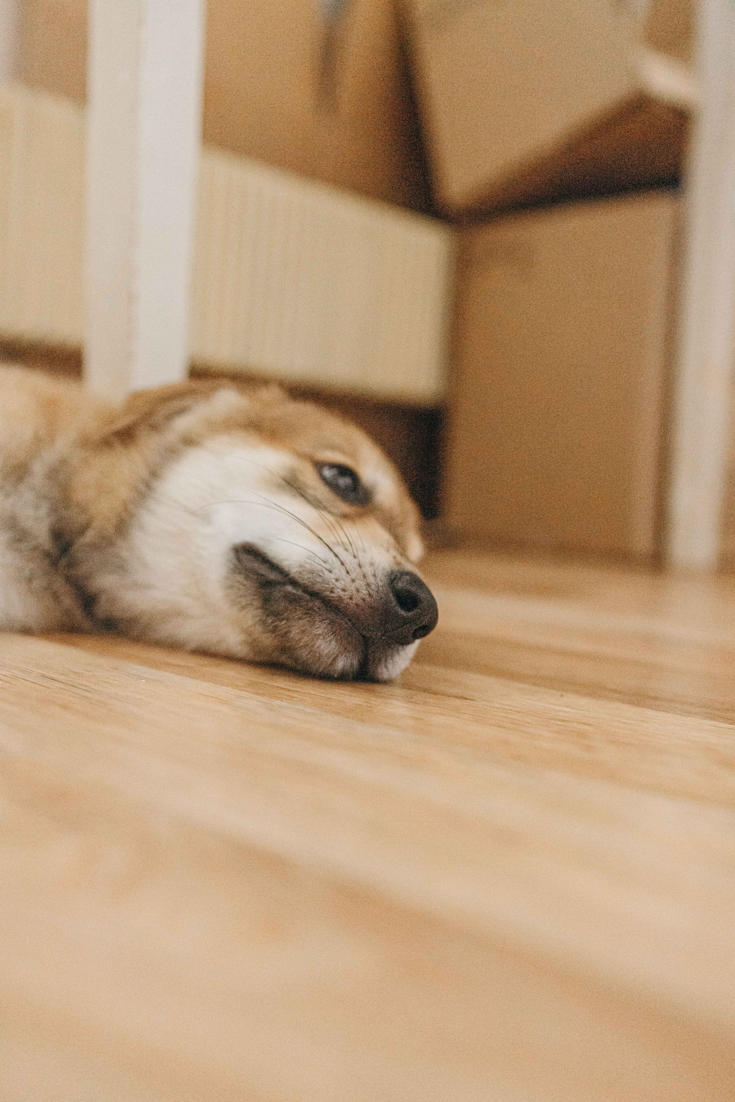 Щеночки на кухне. Фотограф-анималист в Москве Лера Черноног
